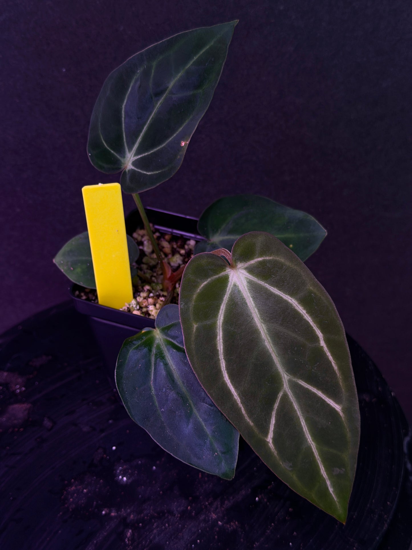 Anthurium carlablackiae 'PM1' x 'PM6' f2 Mosquito Batch