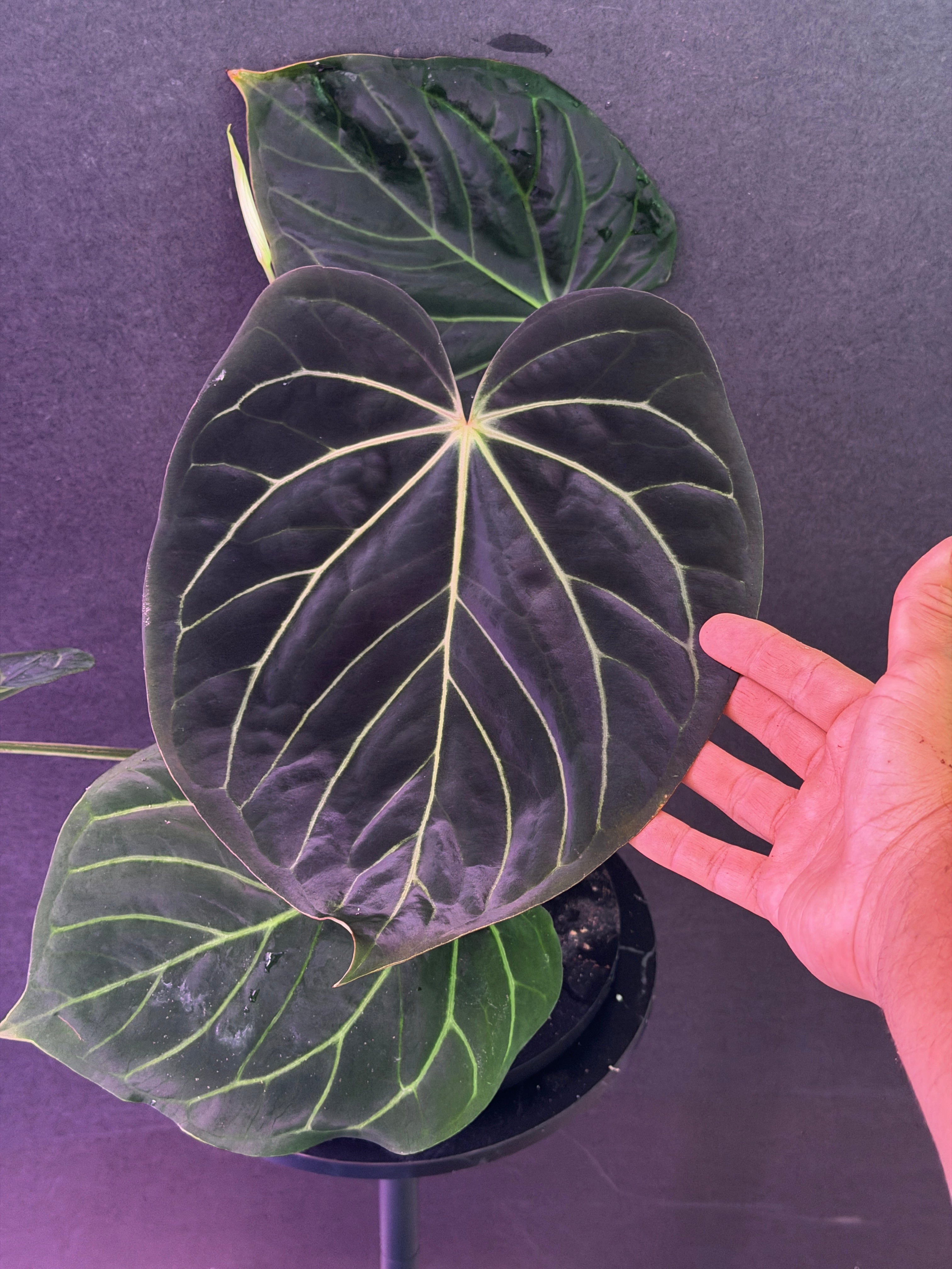 Absinthium &ROSSO NOBILE コピ31様お取り置き Anthurium Hybrids – understoryoasis