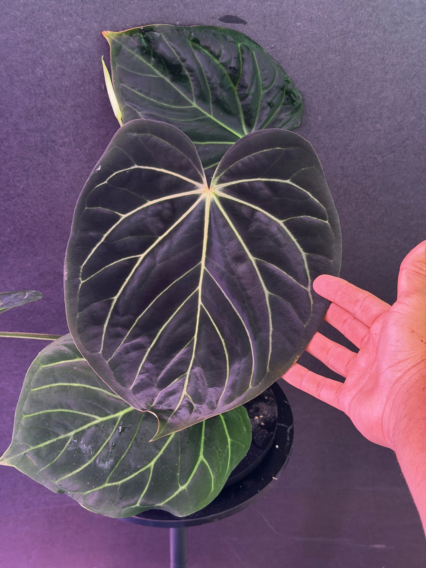Anthurium carla x (kuna x carla)