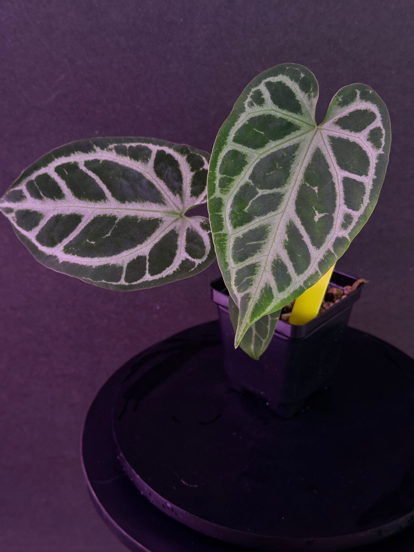 Anthurium FTG Crystal (S1) x SKG Silver