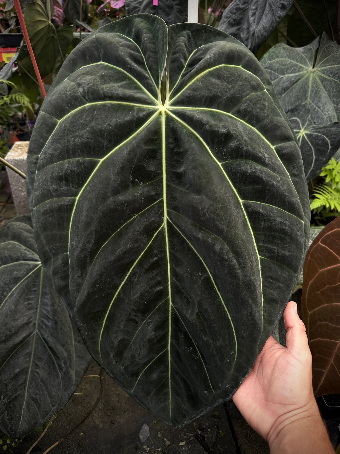 Anthurium Stripey X1 x besseae af 'Narrow'    #1 (Leafless cataphyl prop)