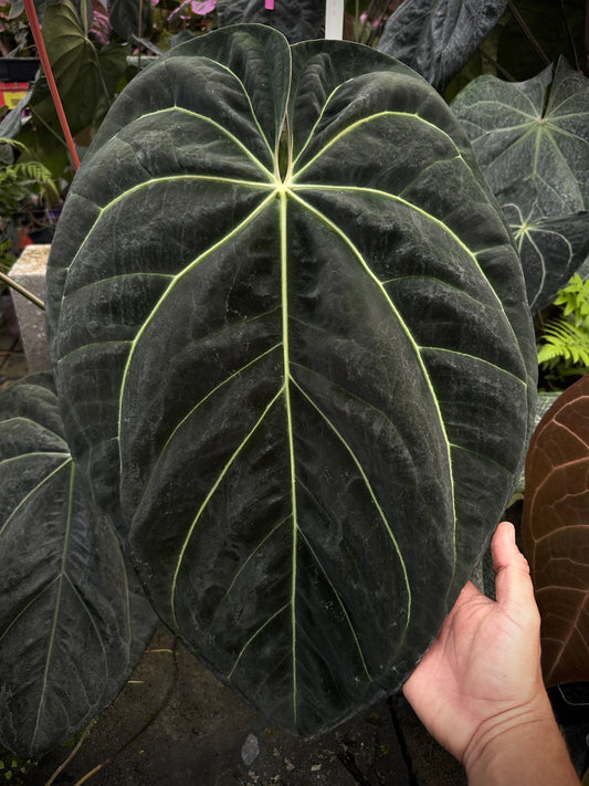 Anthurium Stripey X1 x besseae af 'Narrow'    #1 (Leafless cataphyl prop)