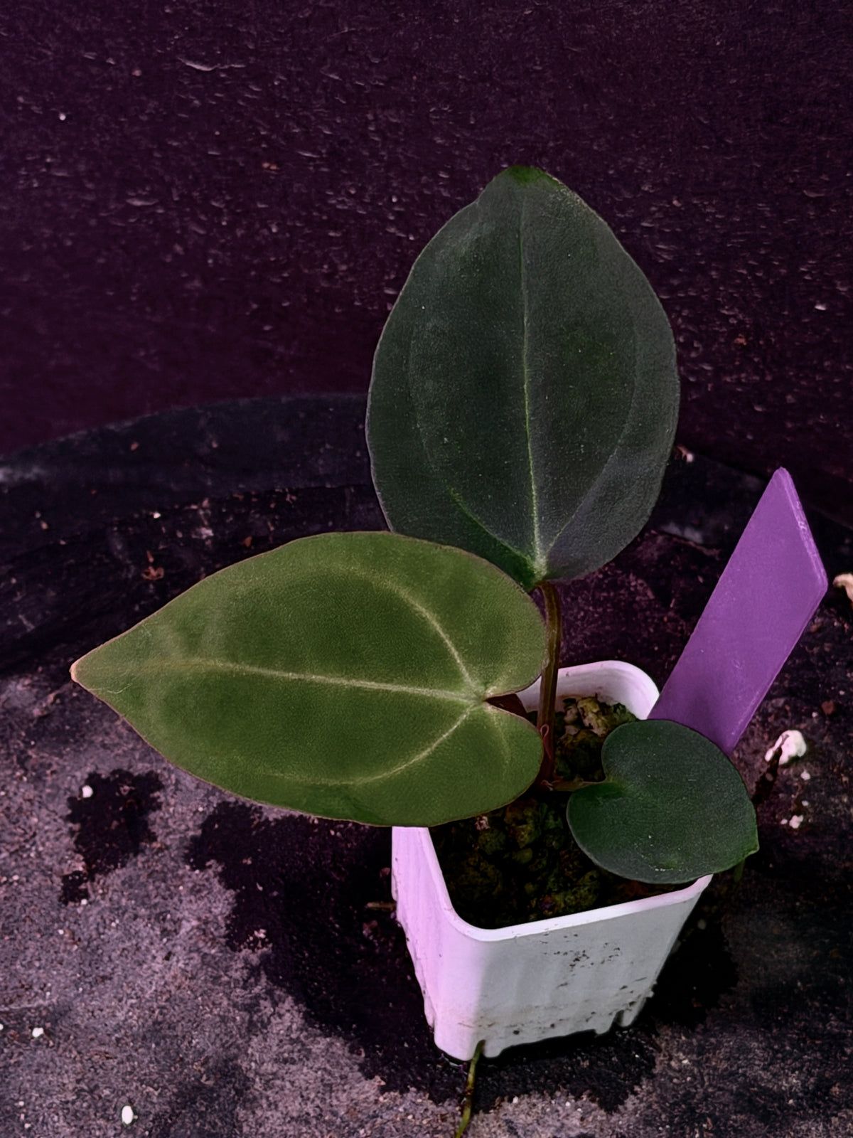 Anthurium Stripey X1 x carla PM16A