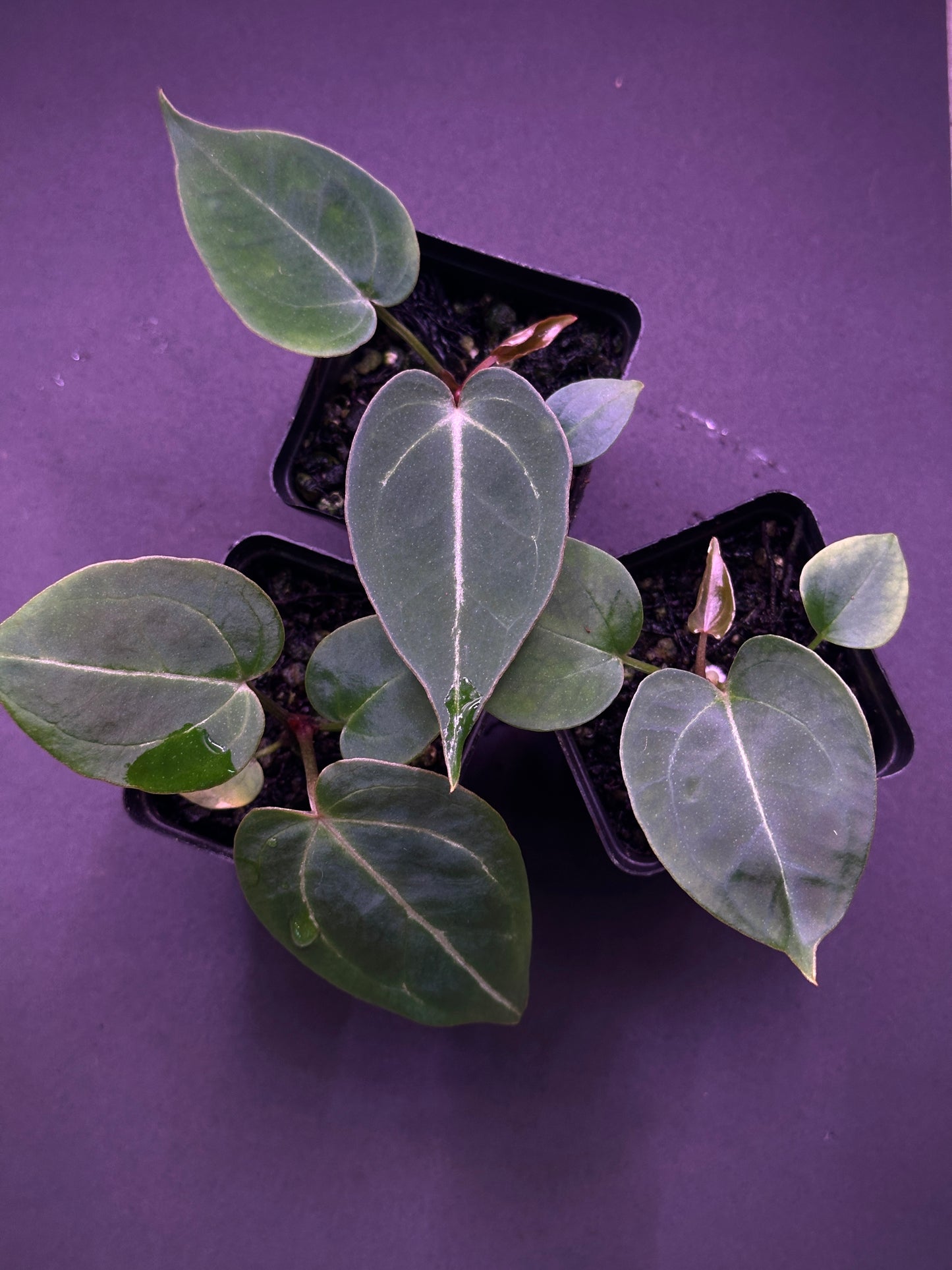 Anthurium Stripey X1 x Stripey X2