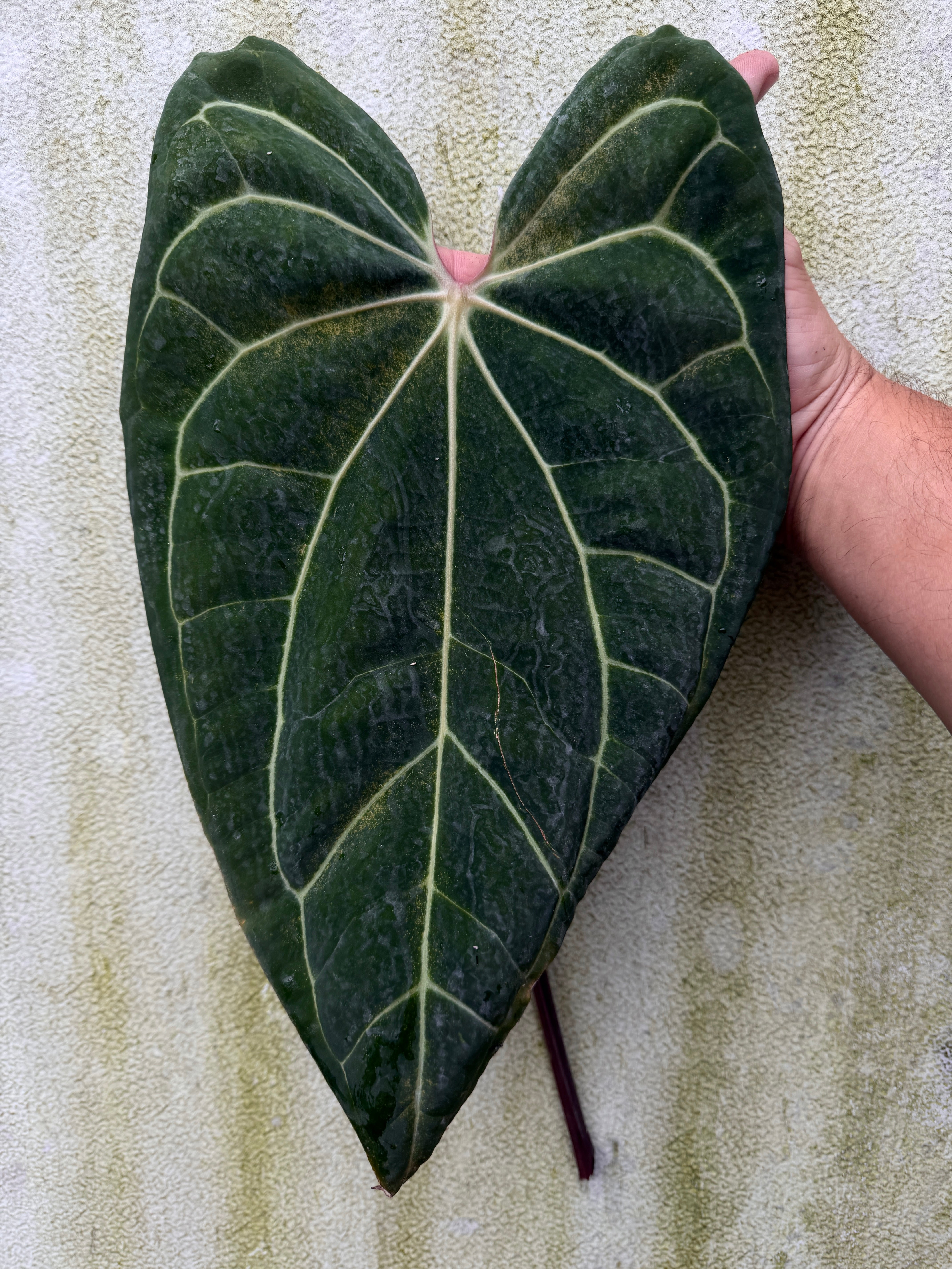 Anthurium Hybrids – understoryoasis