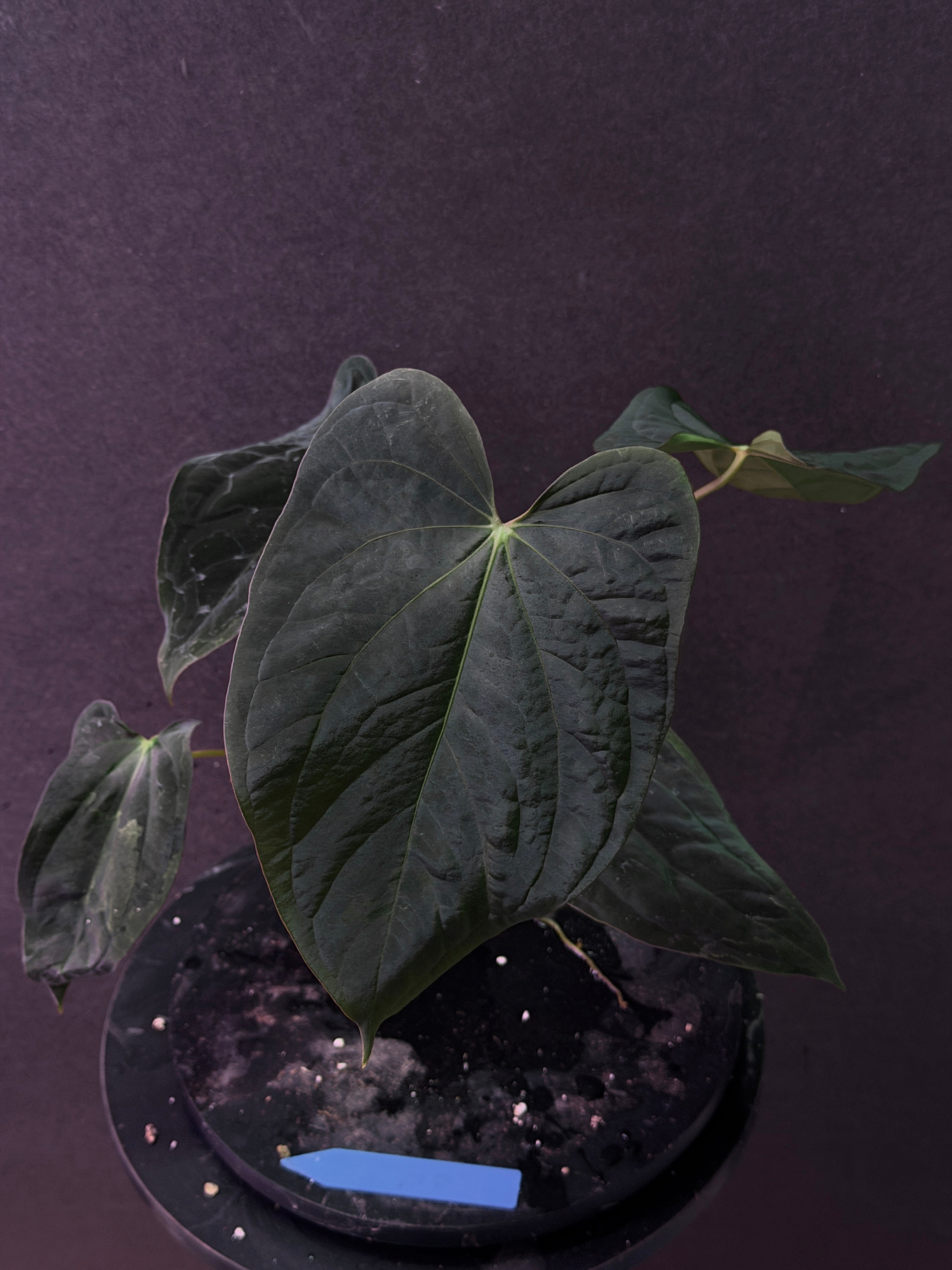 Anthurium antolakii(BVEP) 'Swamp Raisin' x 'Yard' – understoryoasis