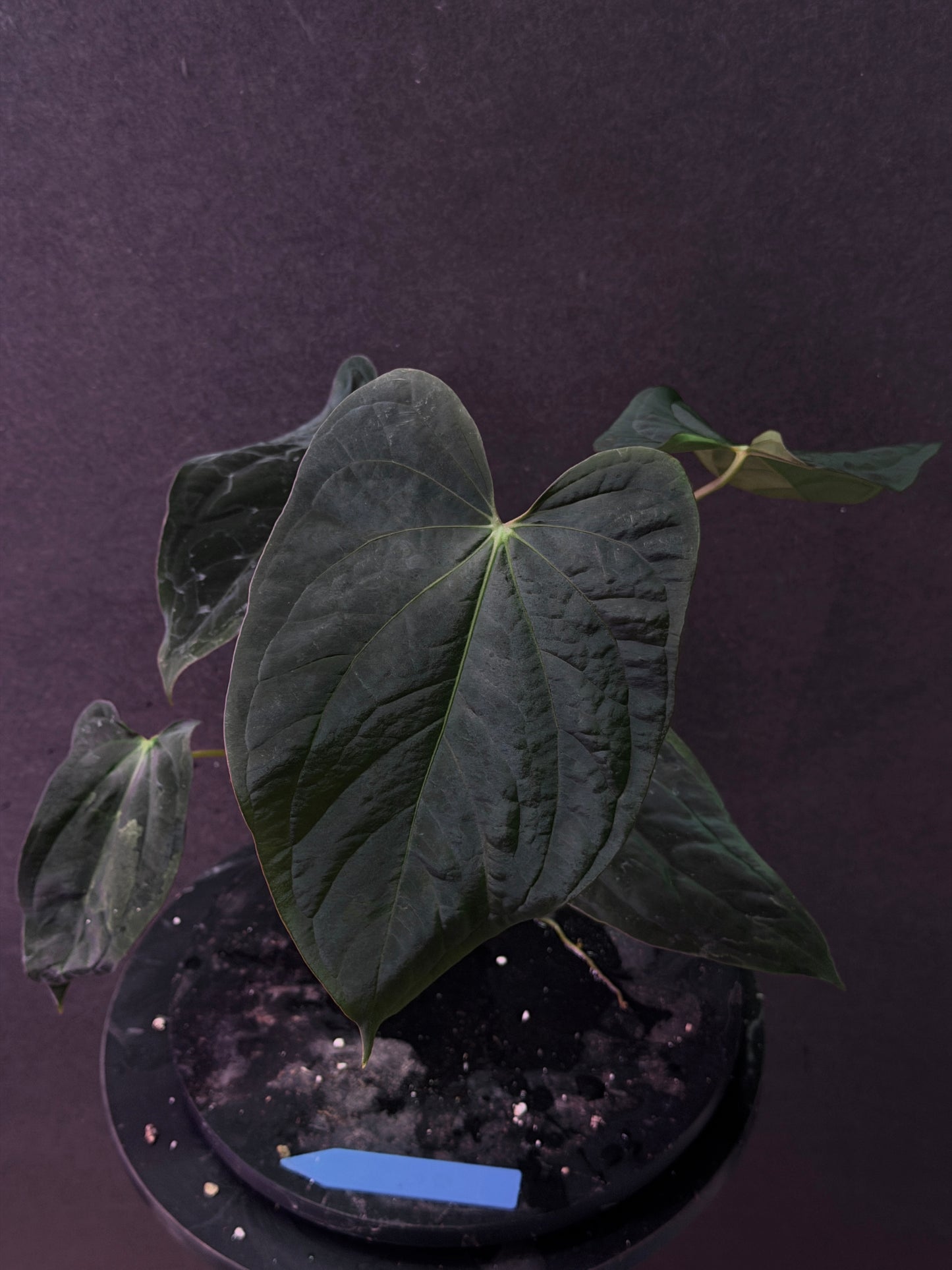 Anthurium antolakii(BVEP) 'Swamp Raisin' x 'Yard'