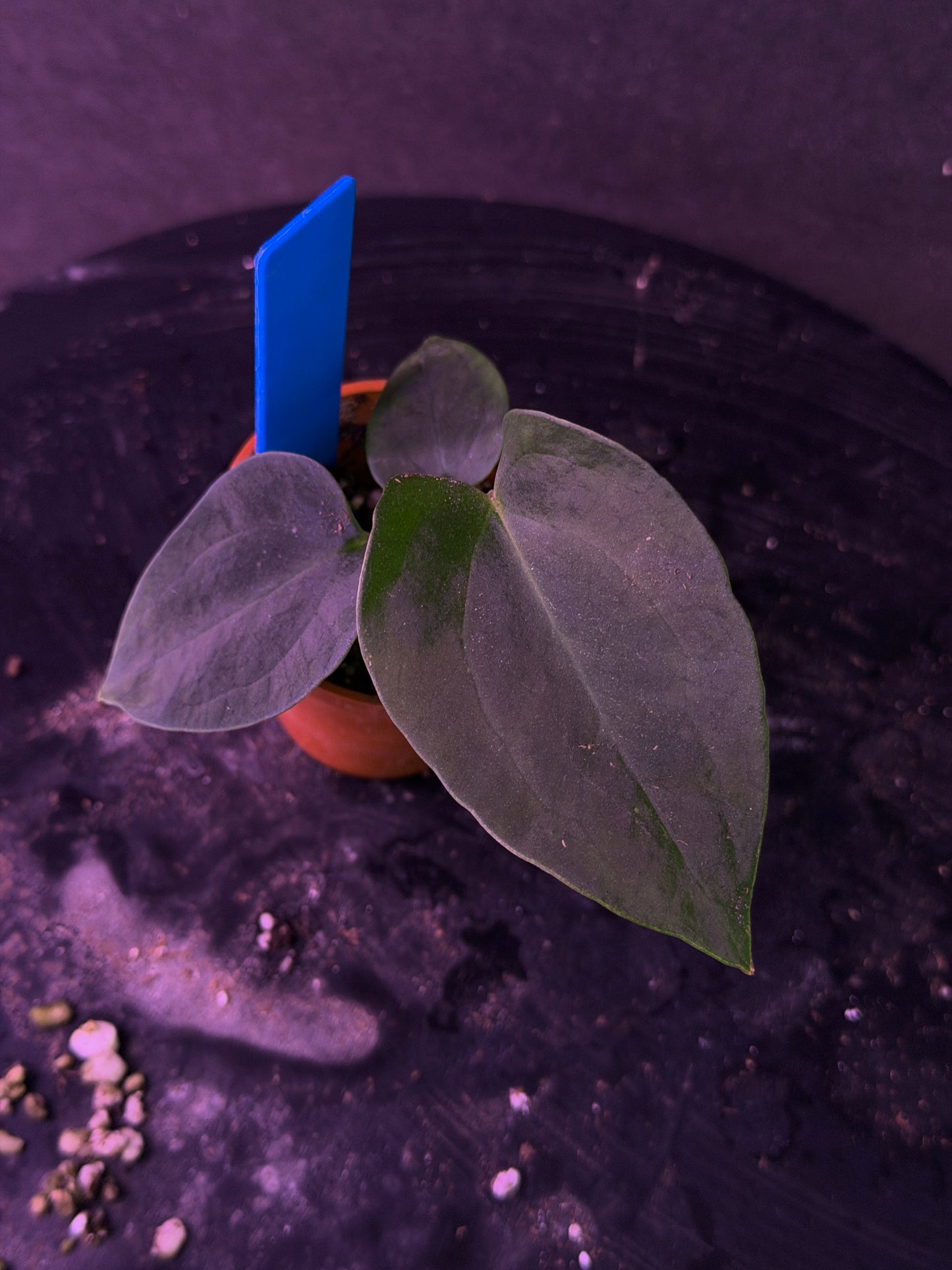 Anthurium (Nov DF x carla)  x  (BVEP x port. 'Dorito') "Dark Knight"