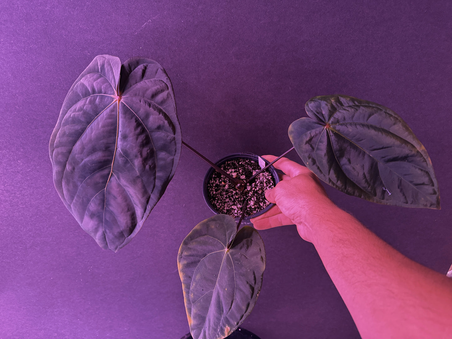 Anthurium (Circus Peanuts x carla) "A"
