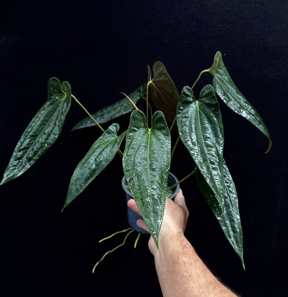 Anth. pap. "Gator Tooth"