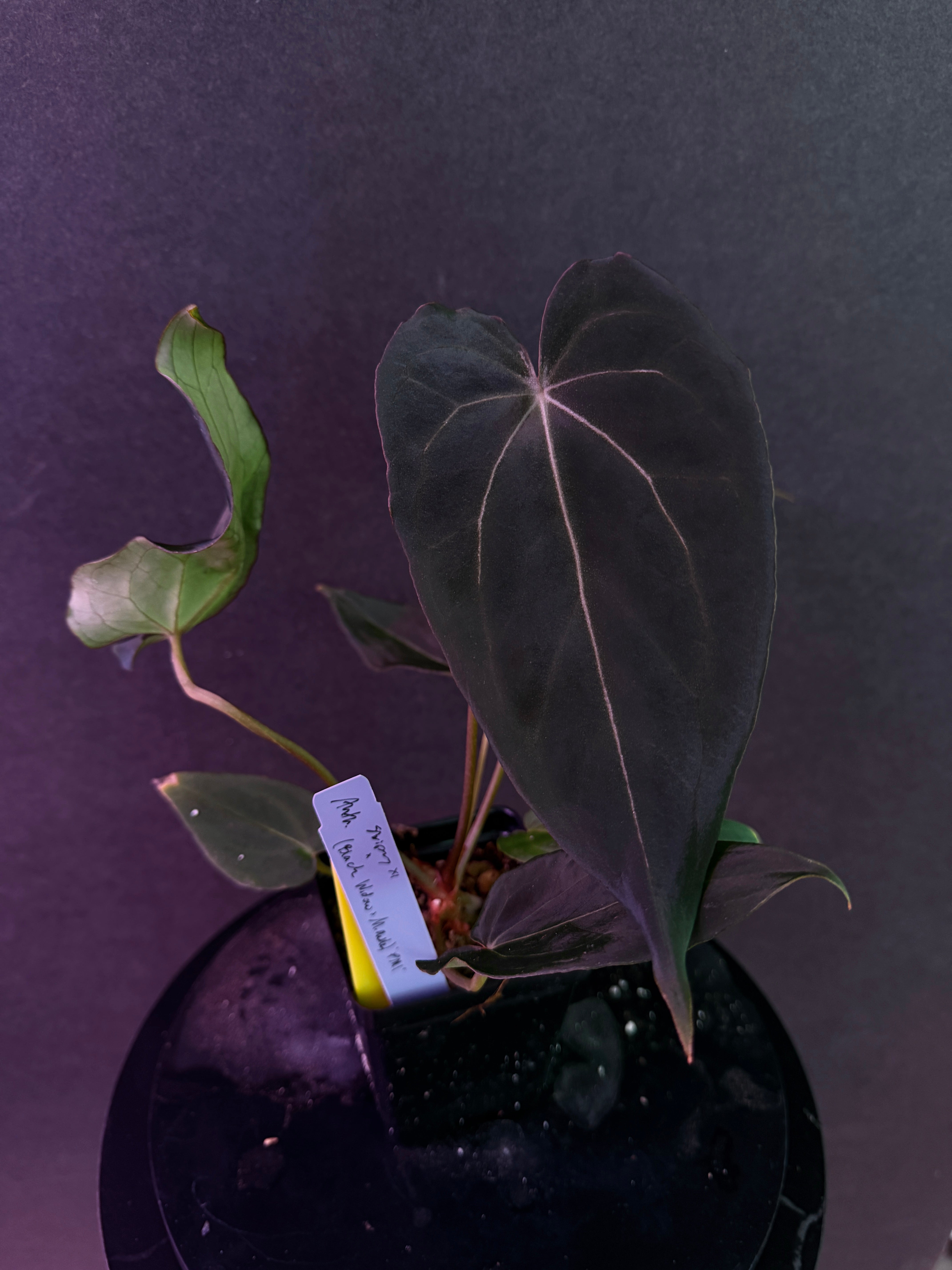アンスリウム　ベンチー Nepenthes (spectabilis x boschiana) x redonkulas, CAR-0808 – Carnivero