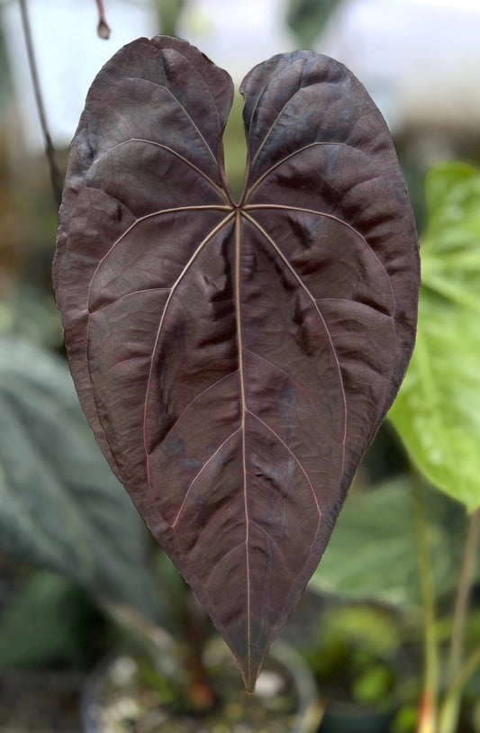 Anthurium (Ace x (Stripey Mag x carla)) "Big Boy" x (Big Black Block x Ace)