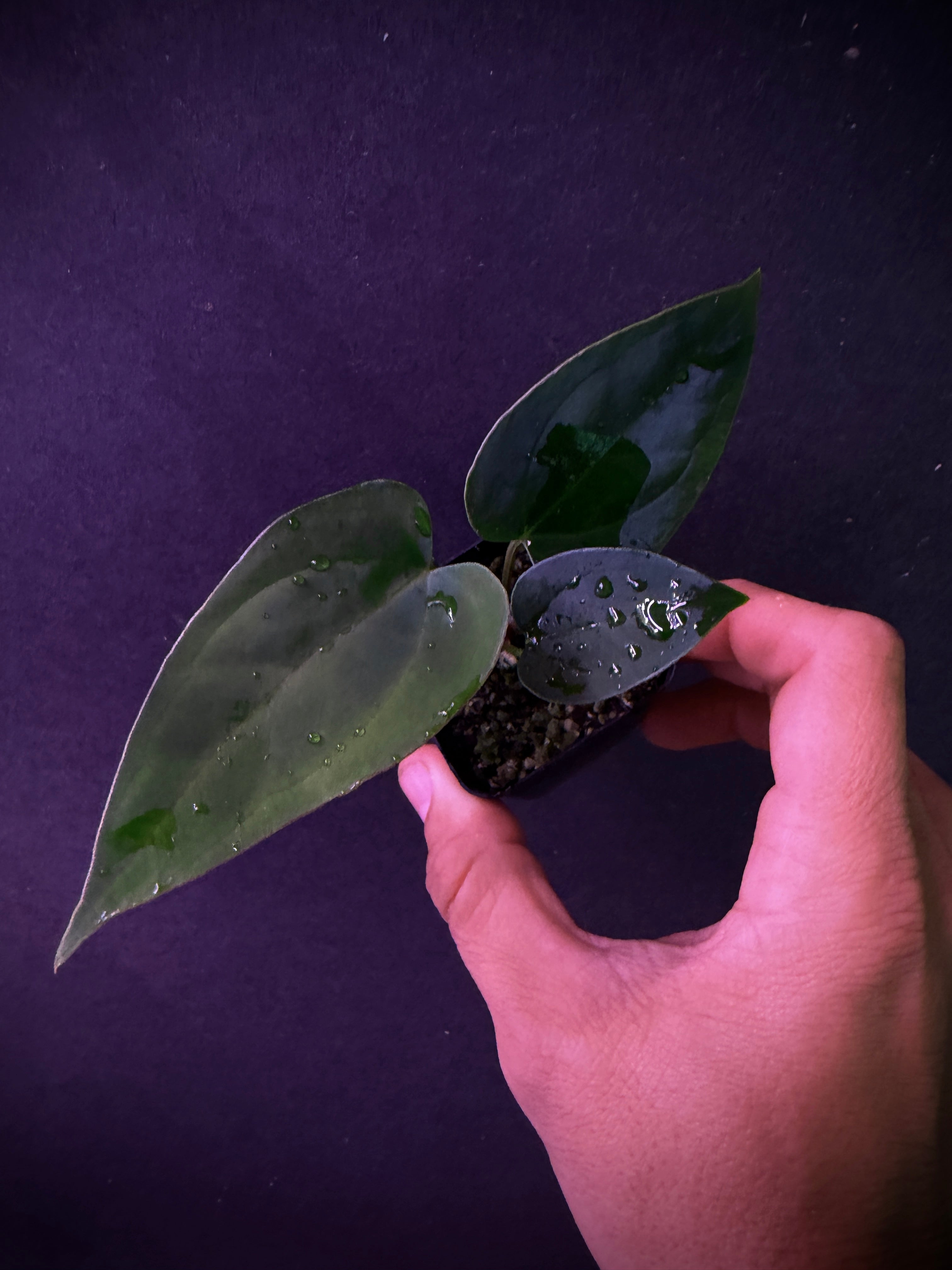 Anthurium (kunayalense x papillilaminum) x (Ace x (Stripey Mag x