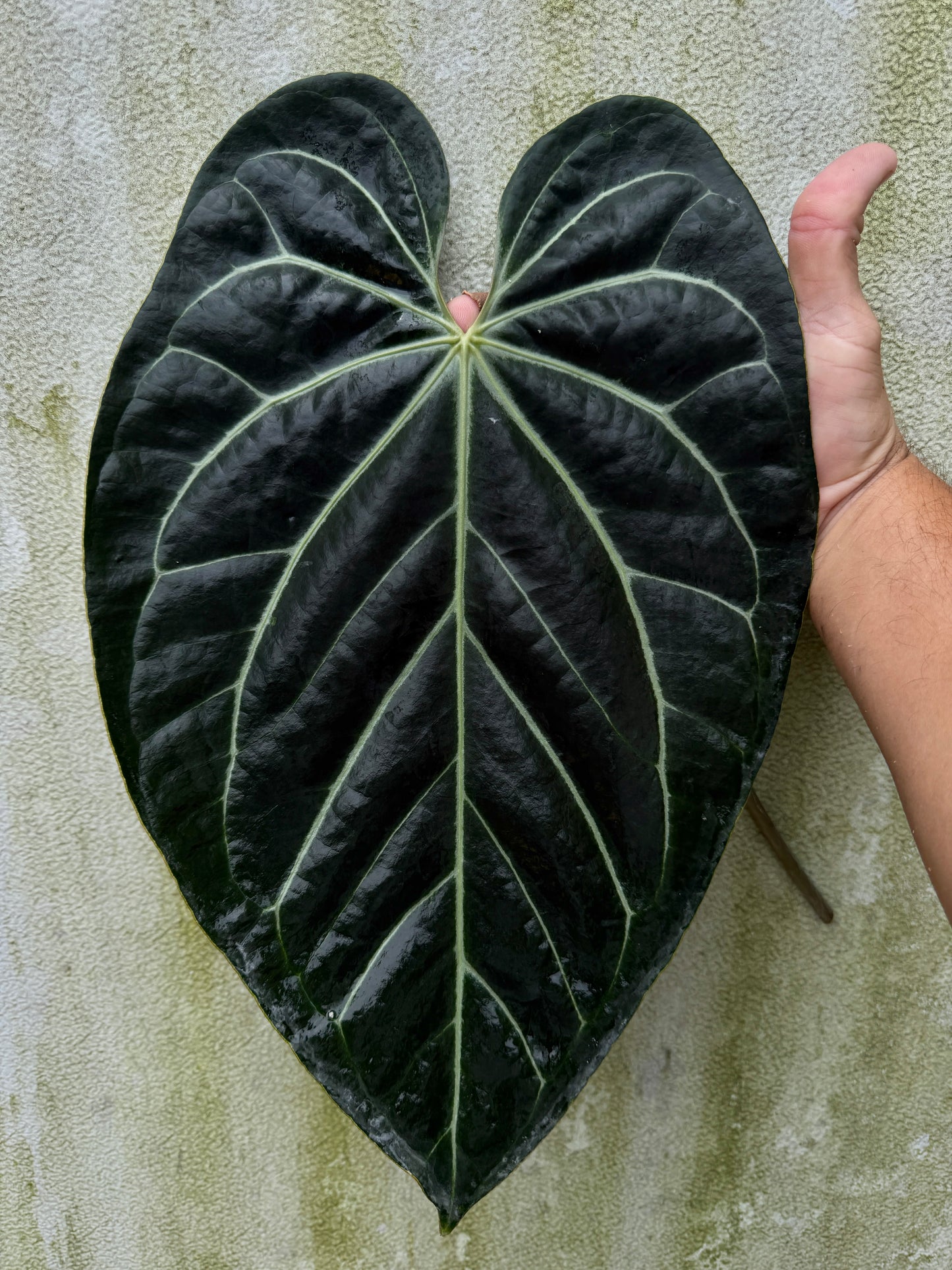 Anthurium Stripey X2 x bess aff(Leafless XL)