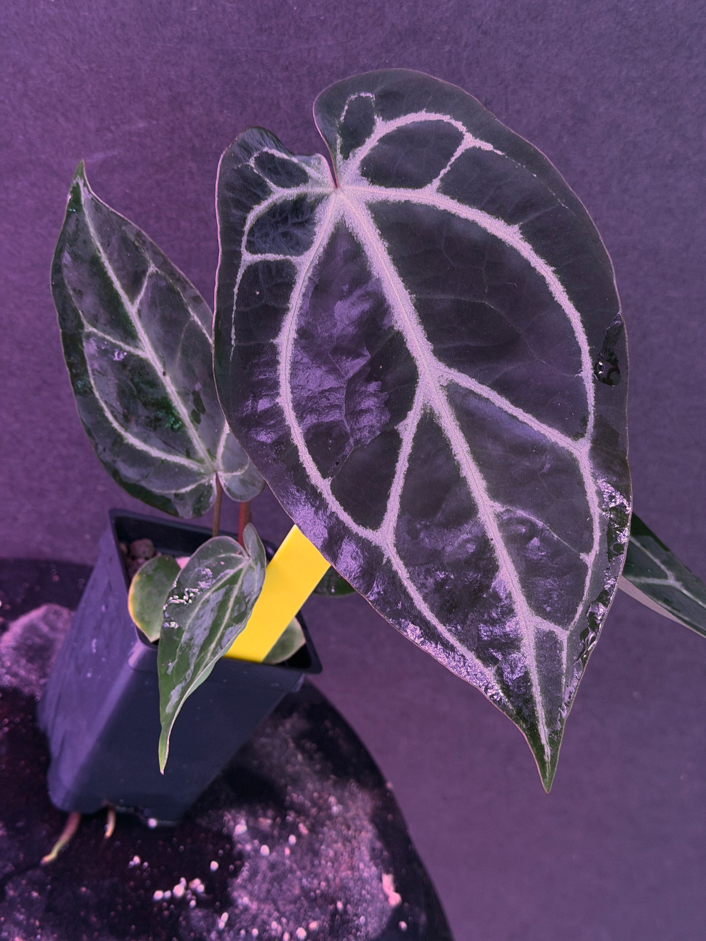 Anthurium FTG Crystal (S1) x (Stripey Mag x self)#2