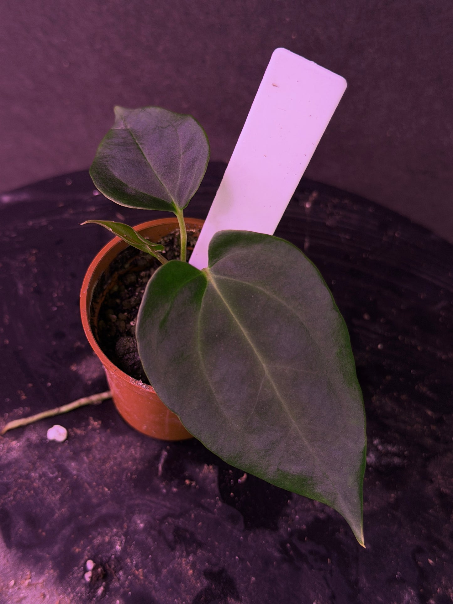 Anthurium (Nov DF x carla)  x  (BVEP x port. 'Dorito') "Dark Knight"