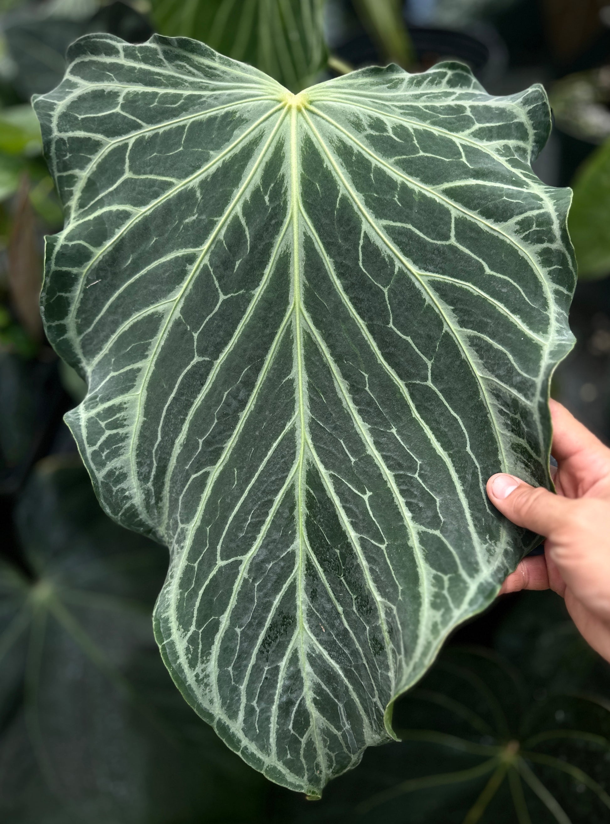 anthurium ftg Anthurium FTG Crystal (S1) x (Stripey Mag x self)#2