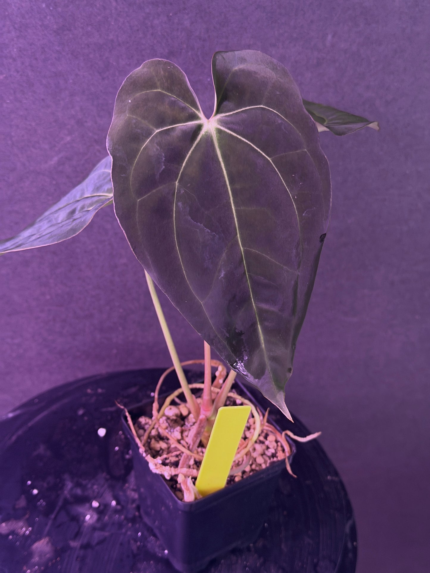 Anthurium (Stripey Mag x carla) #1 x (BVEP X Stripey Mag) (Exact Seedlings)