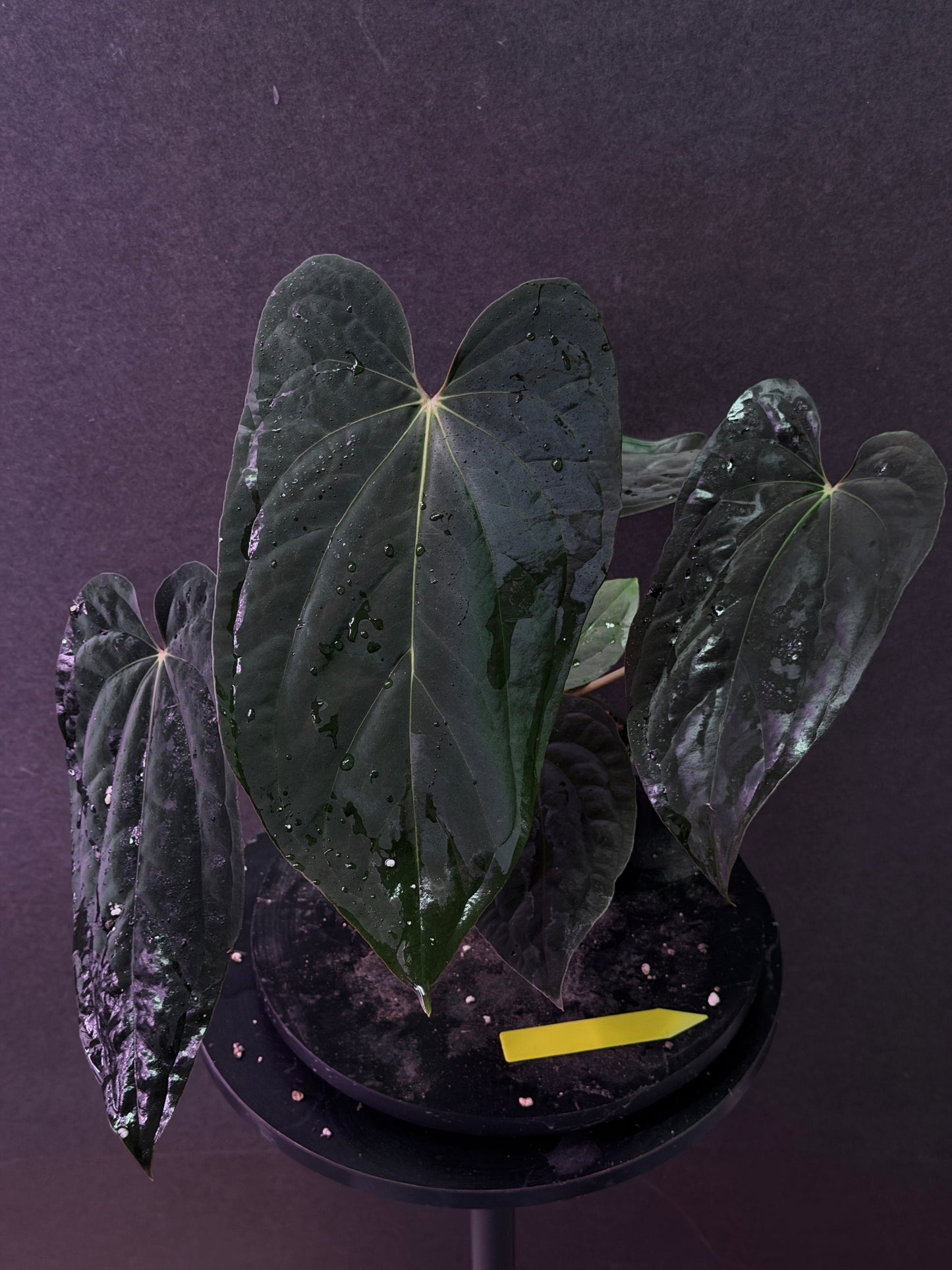 Anthurium antolakii(BVEP) 'Swamp Raisin' x 'Yard'