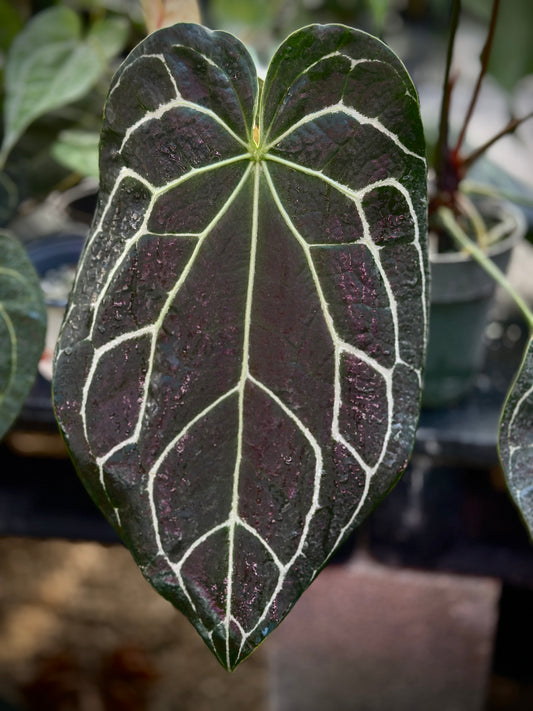 Anthurium (BVEP x Stripey Mag) x crystal 'Chocolatee'