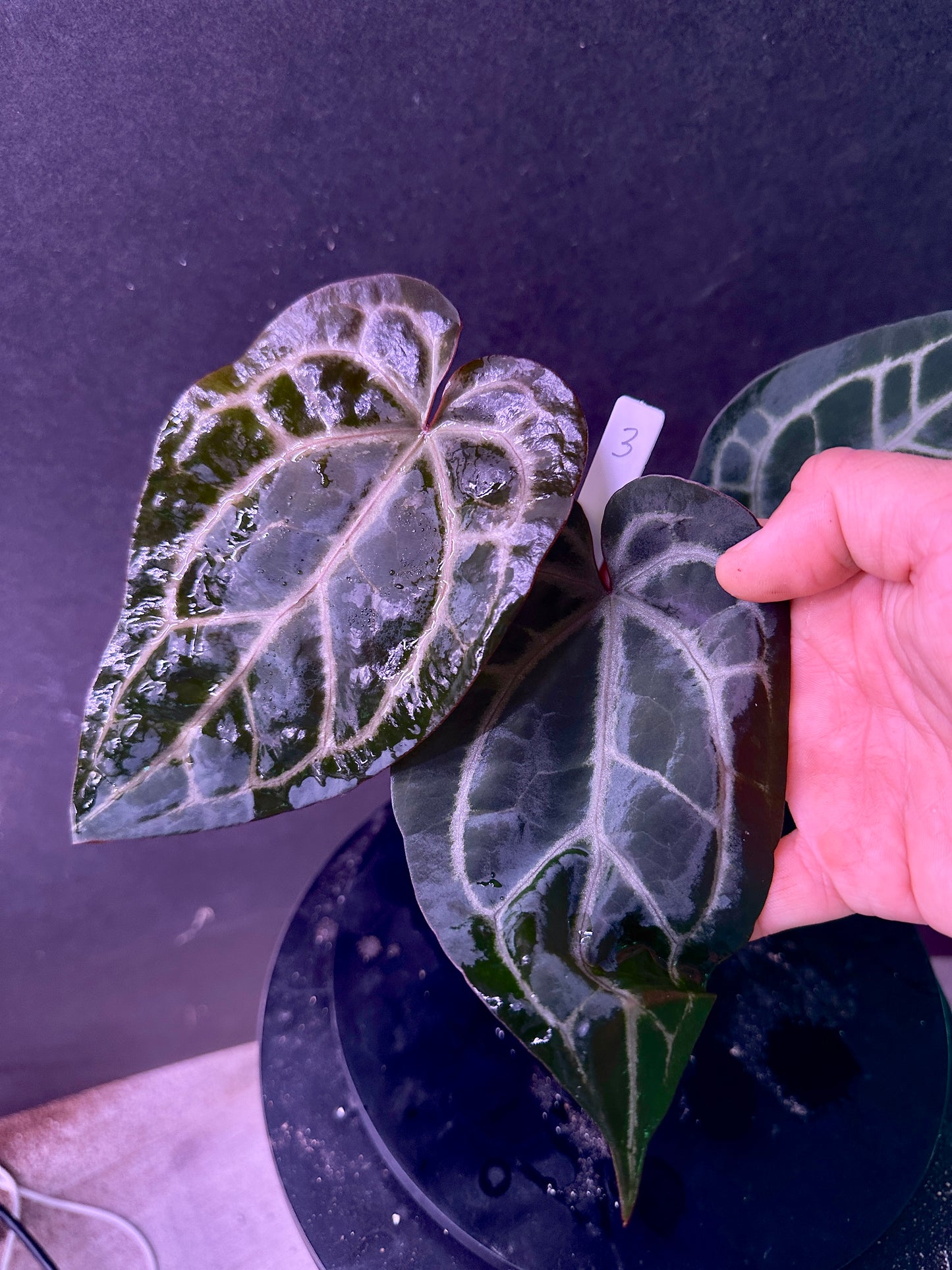 Anth. (SKG Silver x Red Crystal) x Stripey Mag