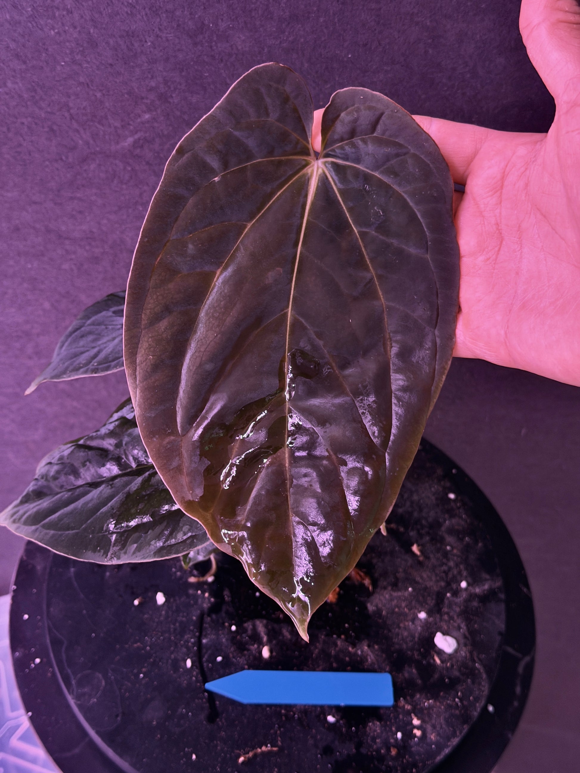 Anthurium antolakii(BVEP) 'Swamp Raisin' x 'Yard' – understoryoasis