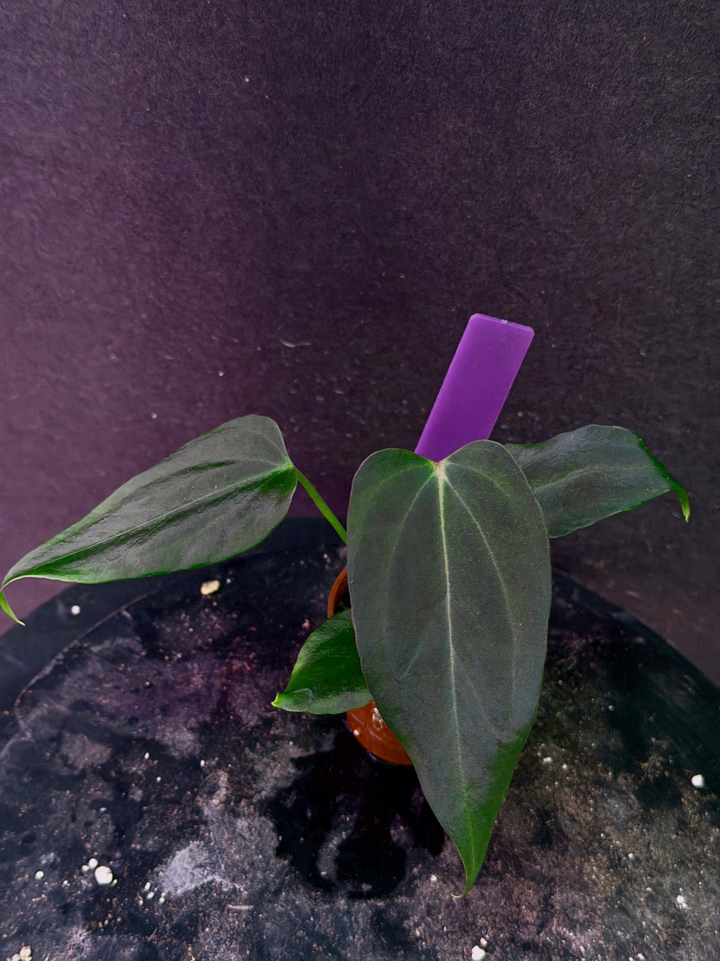 Anthurium (Nov DF x carla)  x  (BVEP x port. 'Dorito') "Dark Knight"