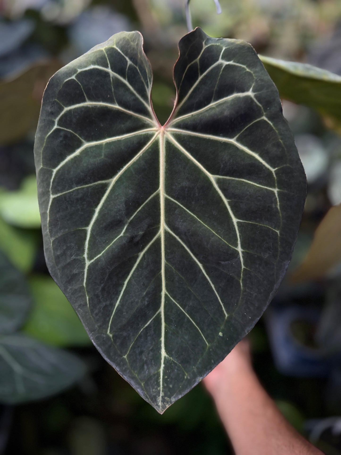 Anthurium (Big Black Block) x (carla x pap)