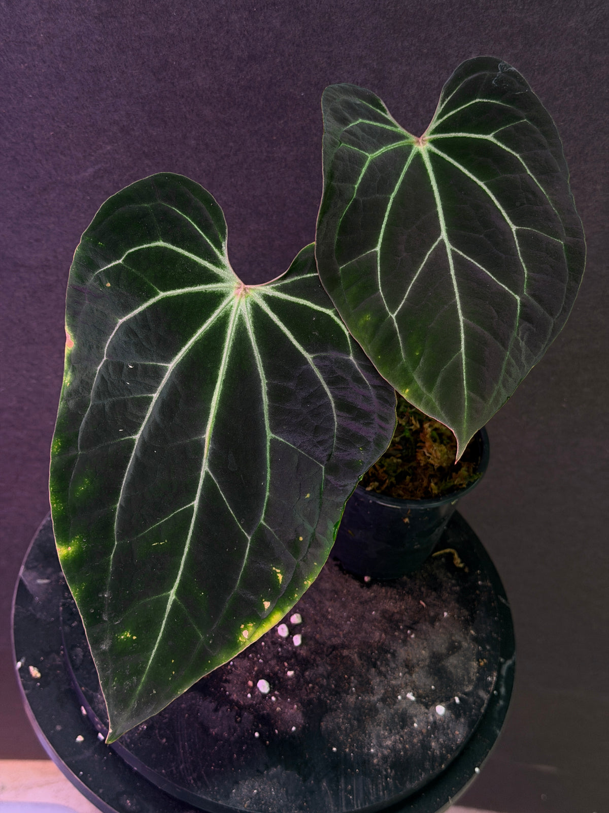 Anthurium Enid's Bench x besseae aff