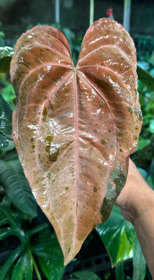 Anthurium (Ace x (Stripey Mag x carla)) variegated x Stripey Mag