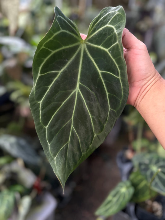 Anthurium Enid's Bench x Stripey Mag(Leafless 2)