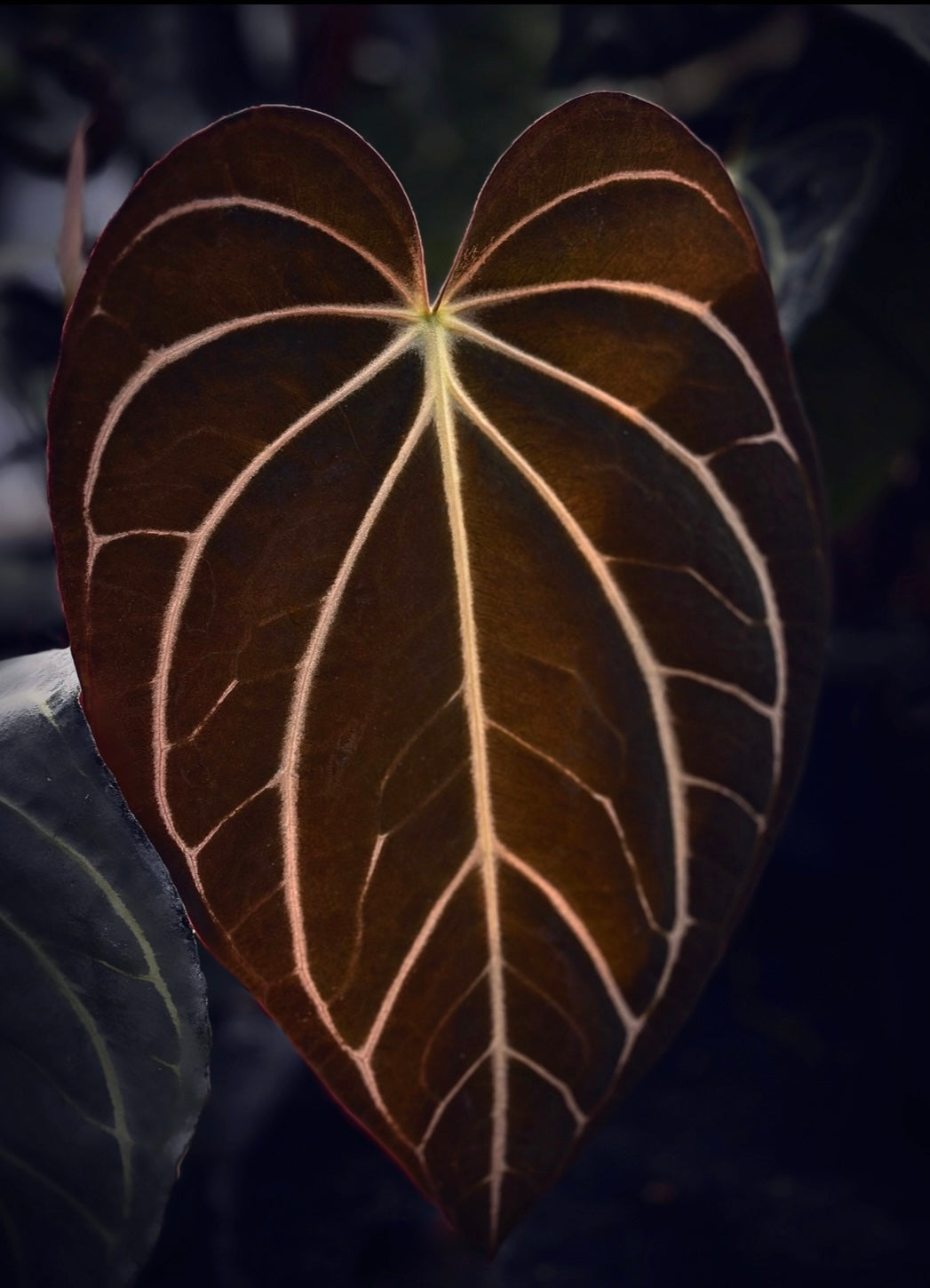 Anthurium Species – understoryoasis
