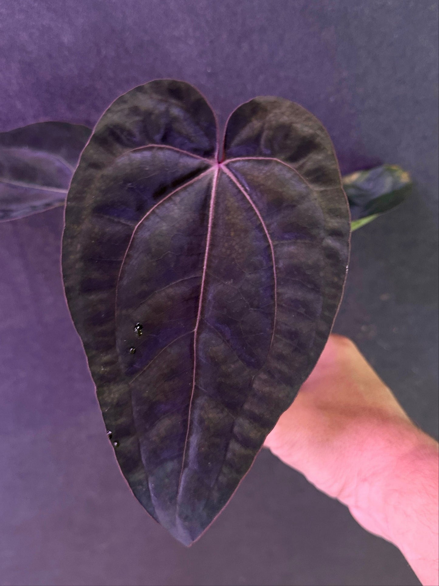 Anthurium (Ace x dressleri 'Narrow') x Red Crystal 'PM1'