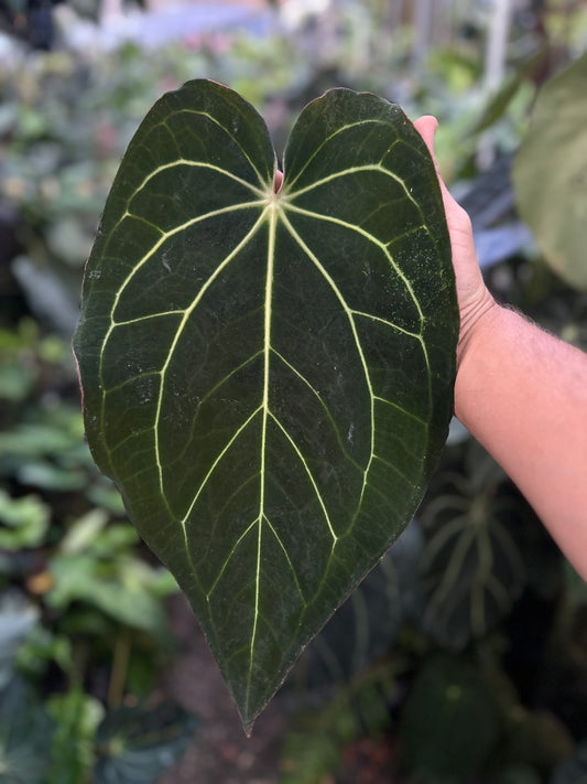 Anthurium carlablackiae 'Yard' x Enid's Bench (Leafless 4)
