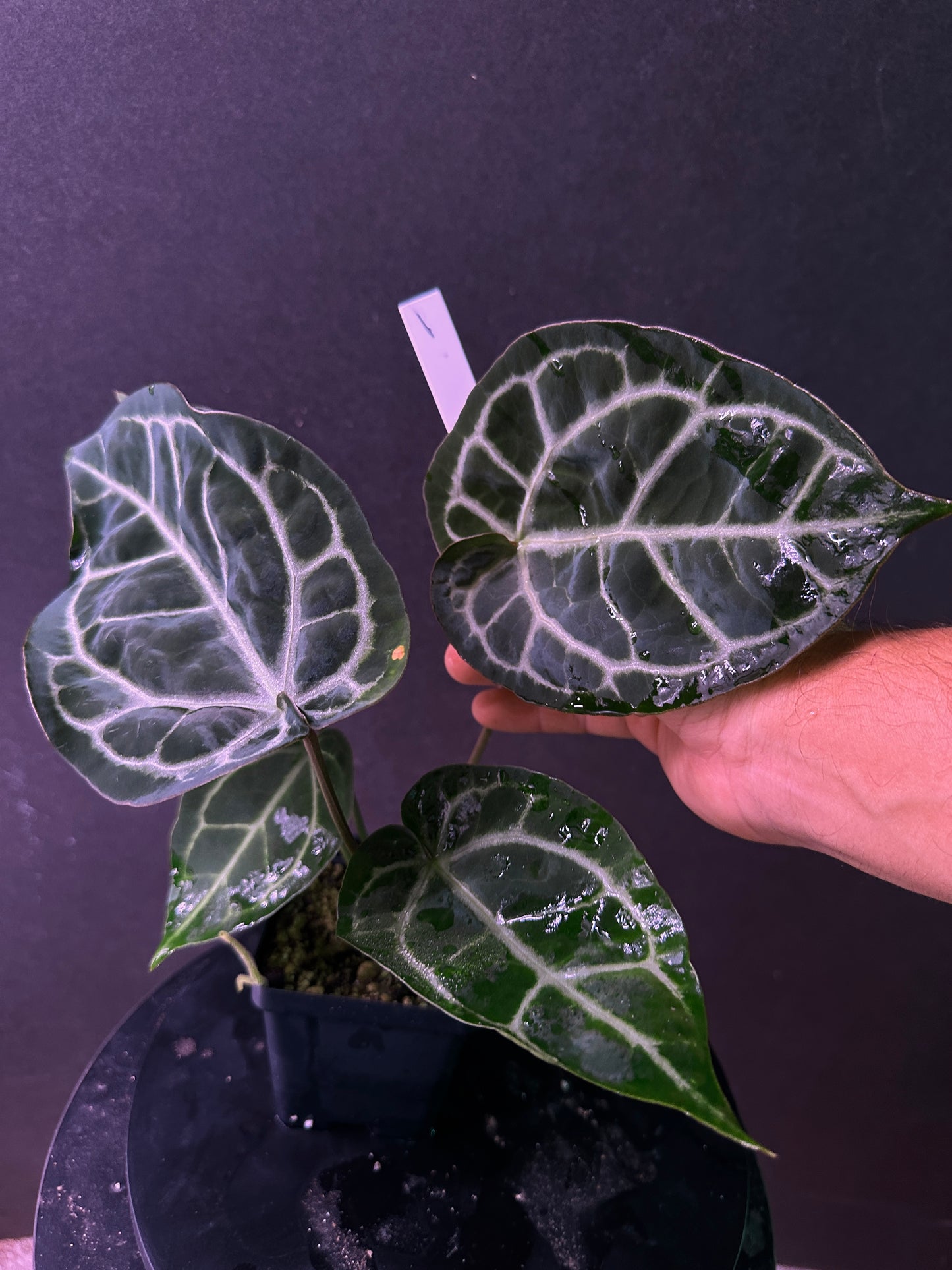 Anth. (SKG Silver x Red Crystal) x Stripey Mag