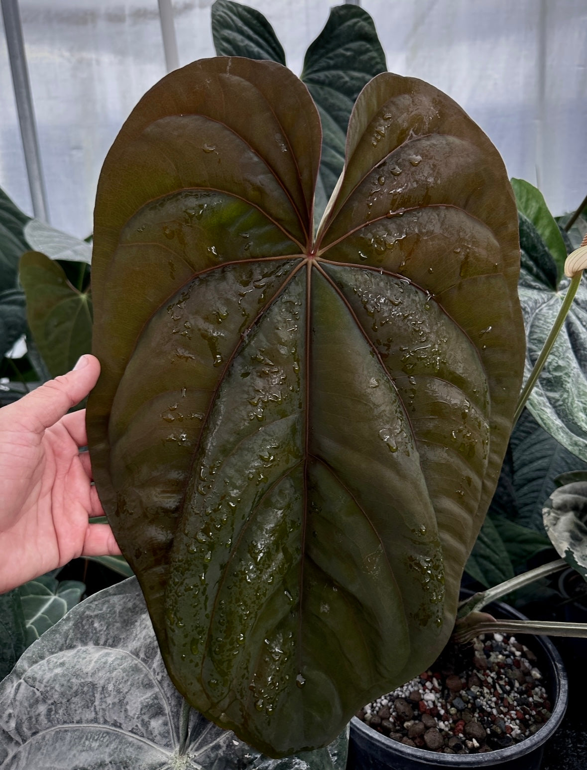 Anthurium dressleri "Pillow" x "PM1"