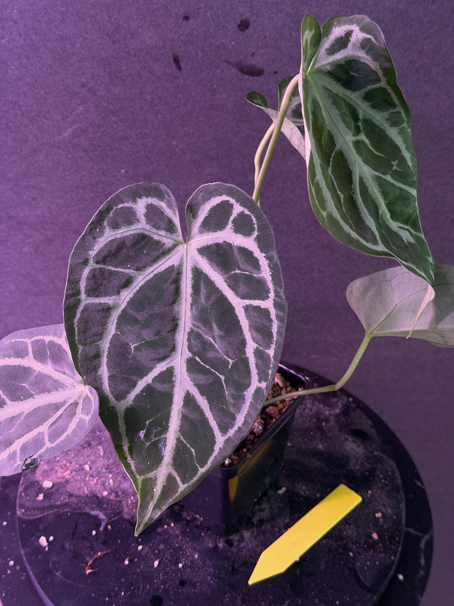 Anthurium FTG Crystal (S1) x SKG Silver