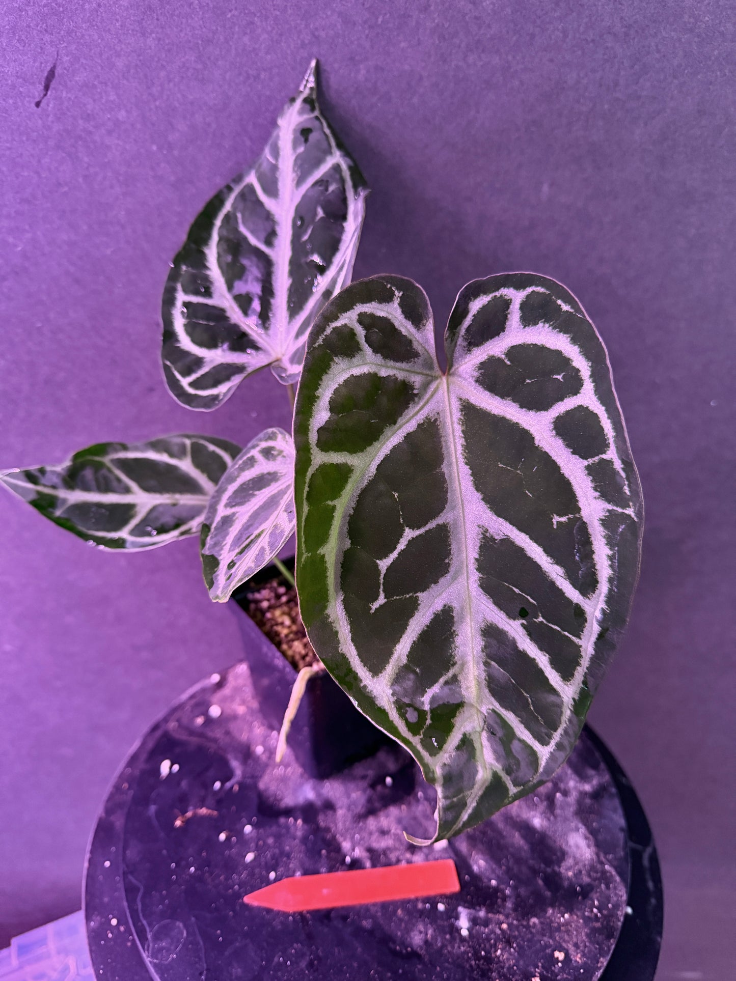Anthurium FTG Crystal (S1) x SKG Silver