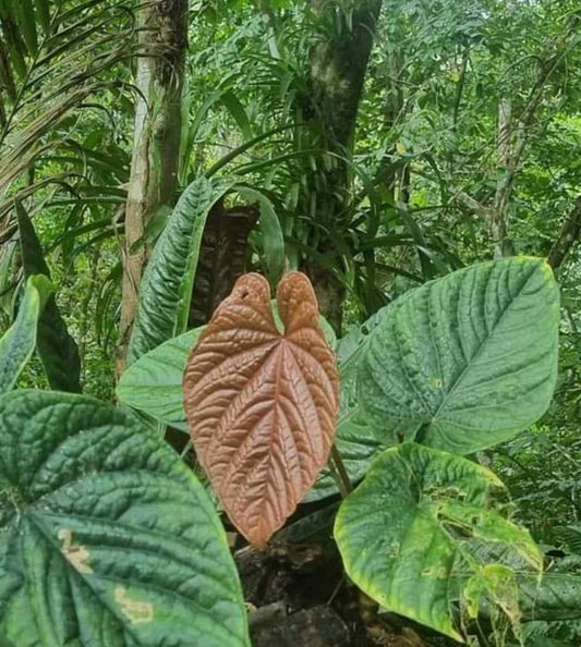 Anthurium debile Bahia Malaga