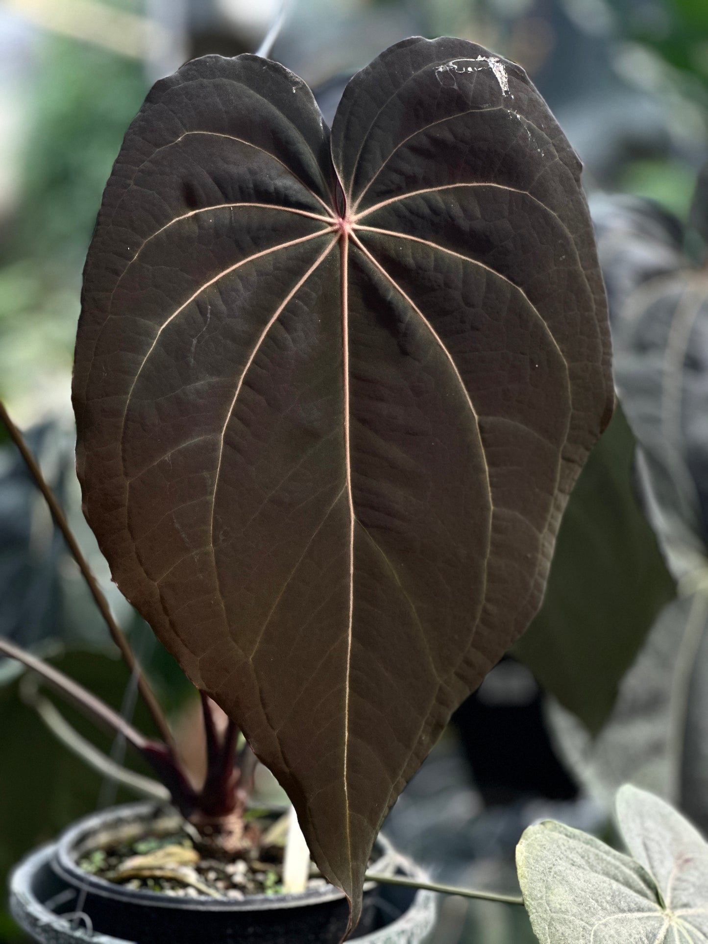 Anthurium ((Stripey Mag x carla) x Stripey X1) #14 x (BVEP x Stripey Mag)