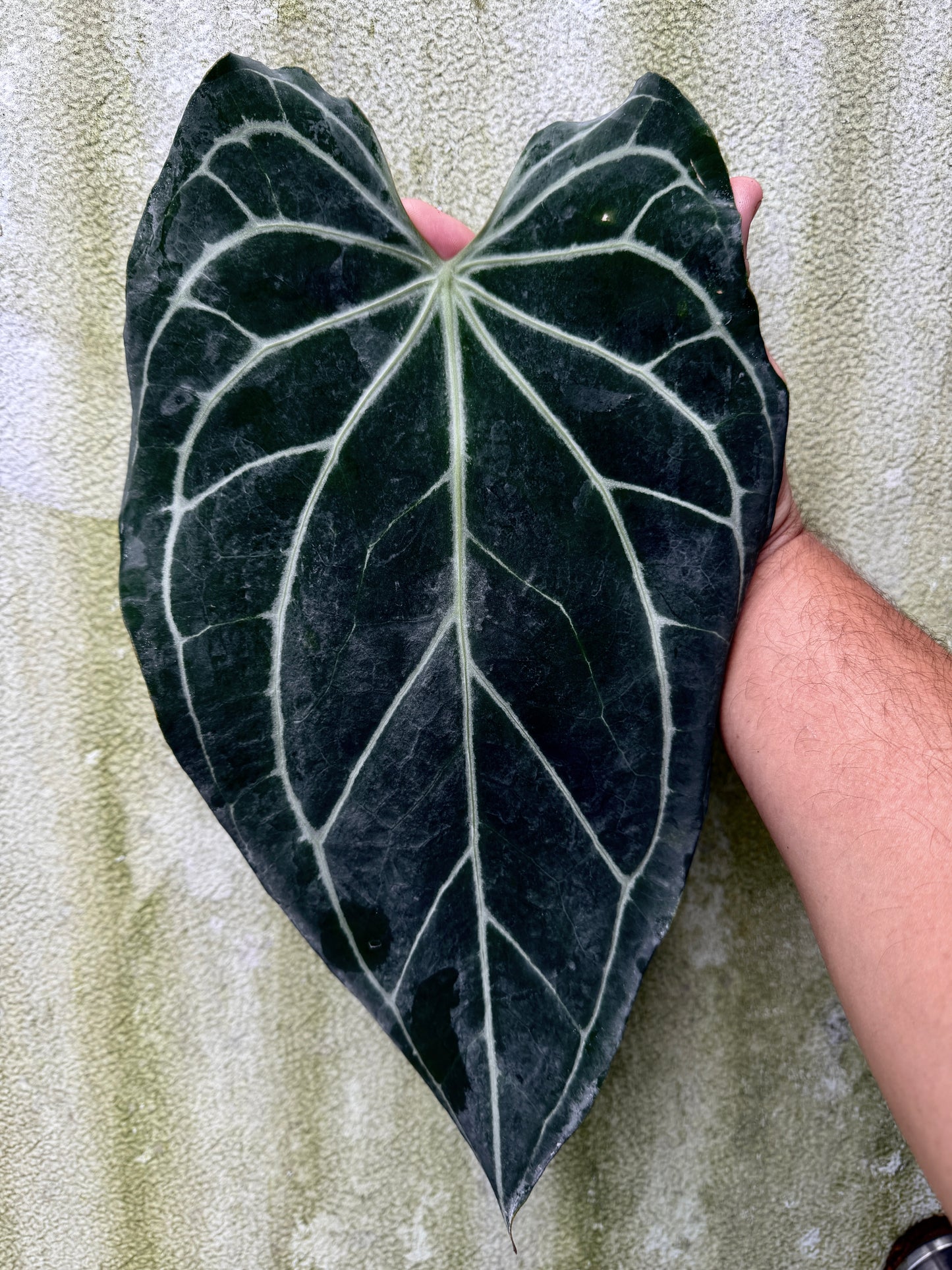 0002 Anthurium Enid's Bench x (Stripey Mag x self) #2 (Leafless cataphyll)