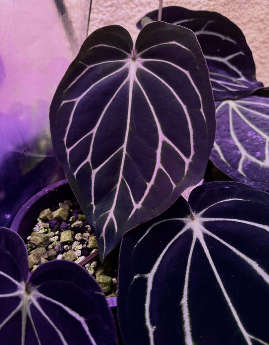 Anthurium carlablackiae 'PM5' x (Stripey X1 x bess aff)"Swamp Spider"