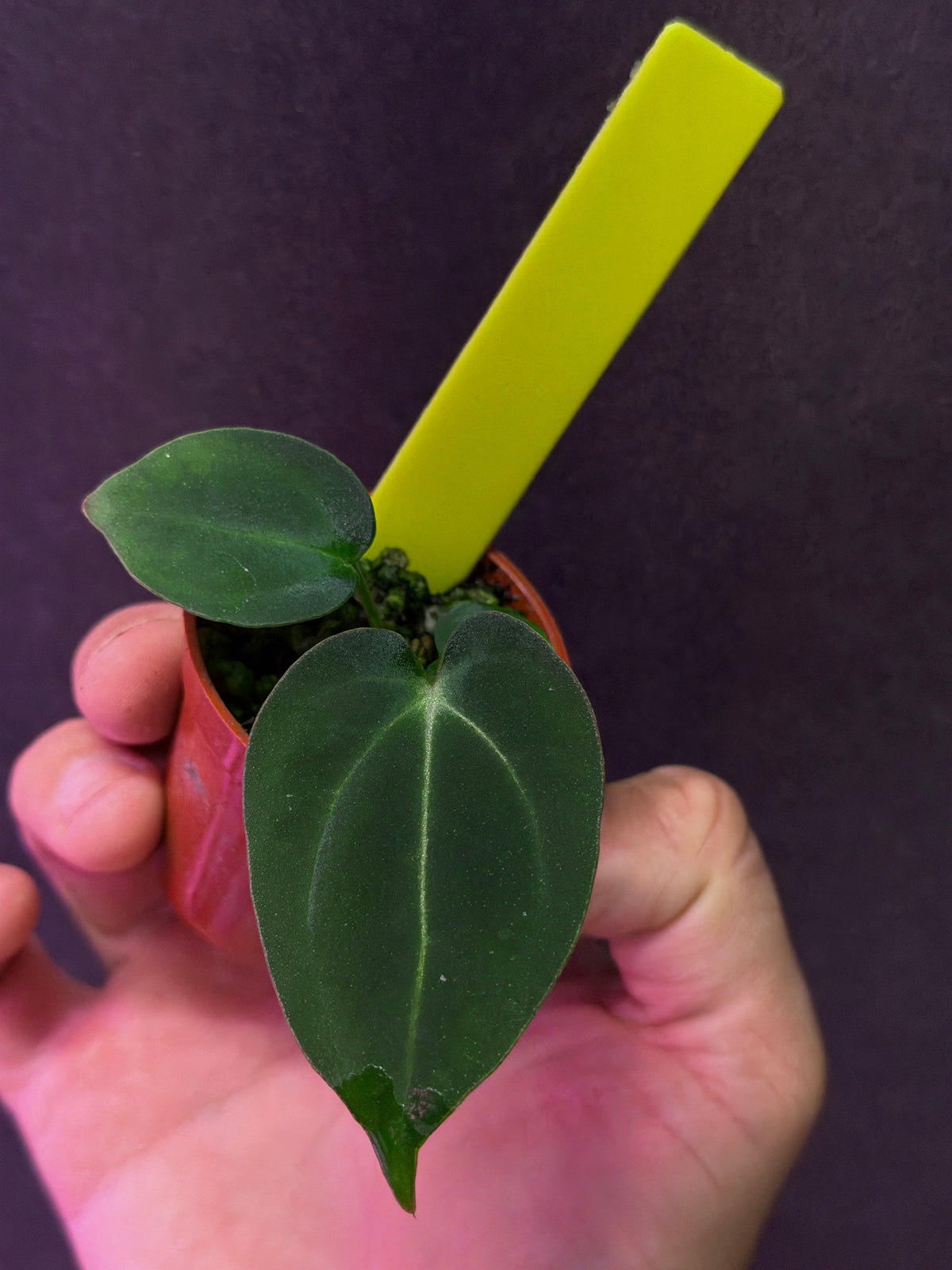 Anthurium Stripey X1 x carla PM16A