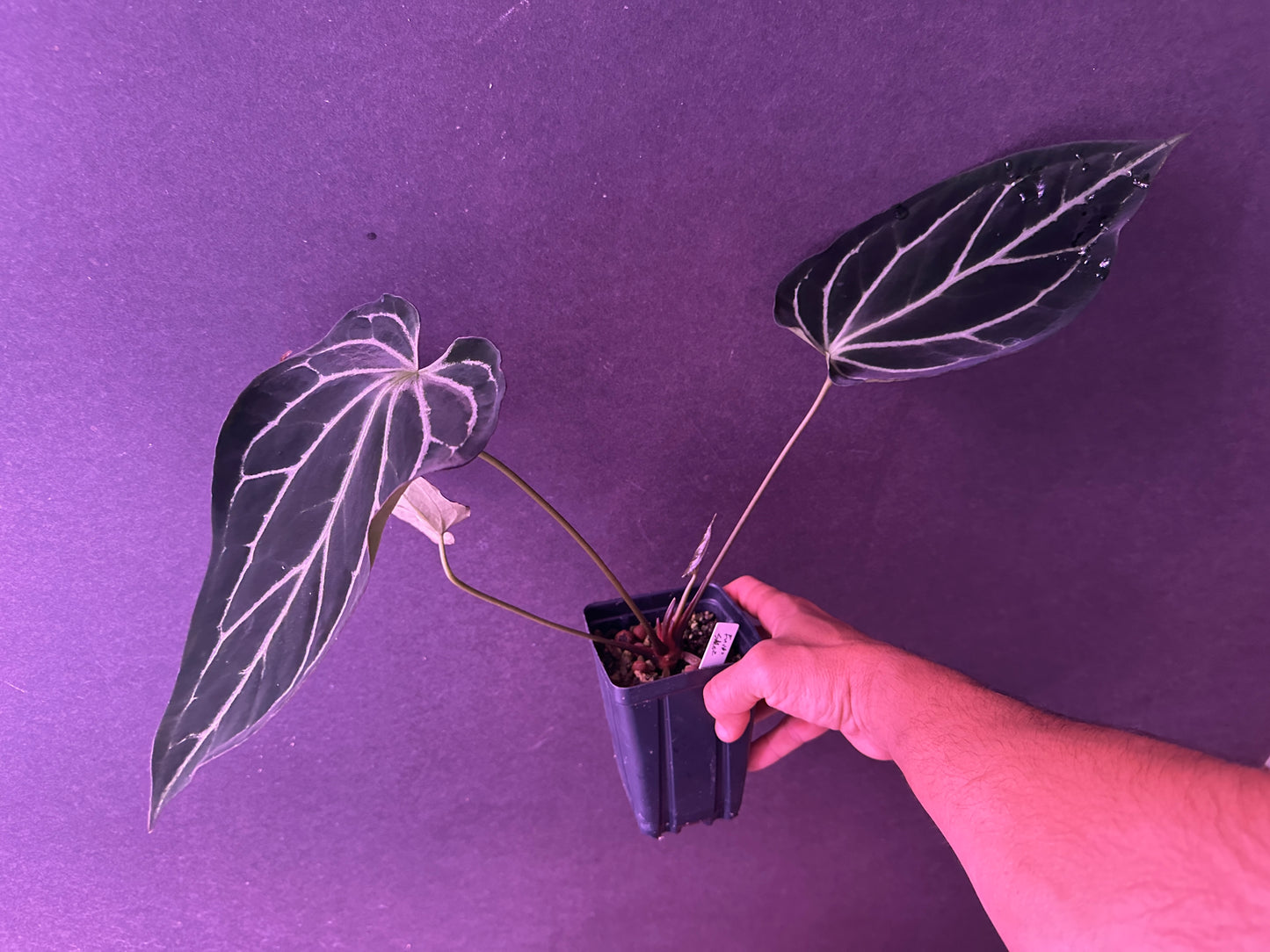 Anthurium Enid's Bench x Stripey Mag x self)#2     "#1" (Dec. 2025 offers accepted)