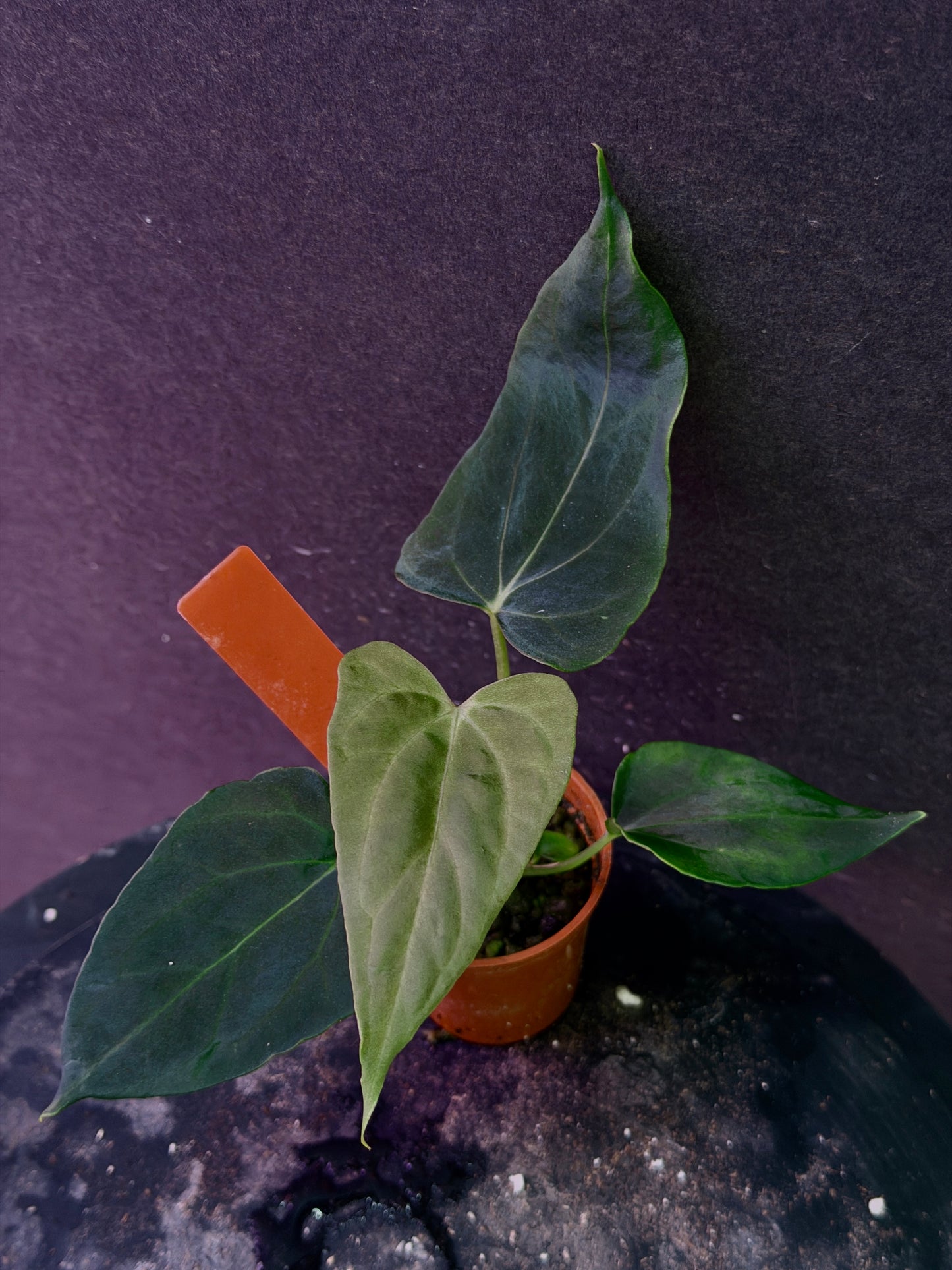 Anthurium (Nov DF x carla)  x  (BVEP x port. 'Dorito') "Dark Knight"