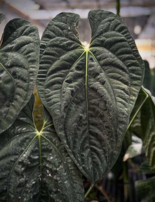 Anthurium papillilaminum "Gatorskin"