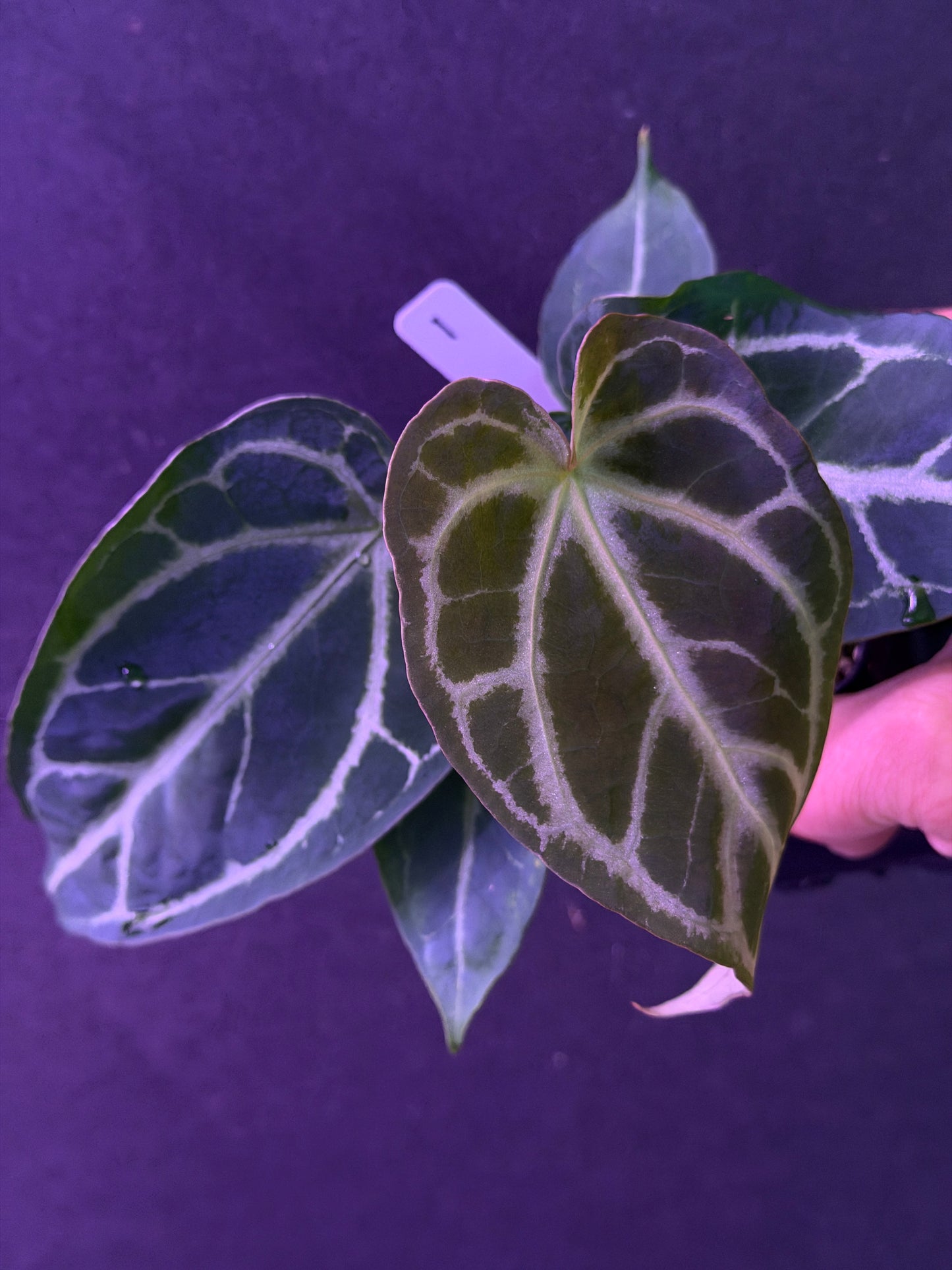 Anthurium FTG Crystal (S1) x SKG Silver