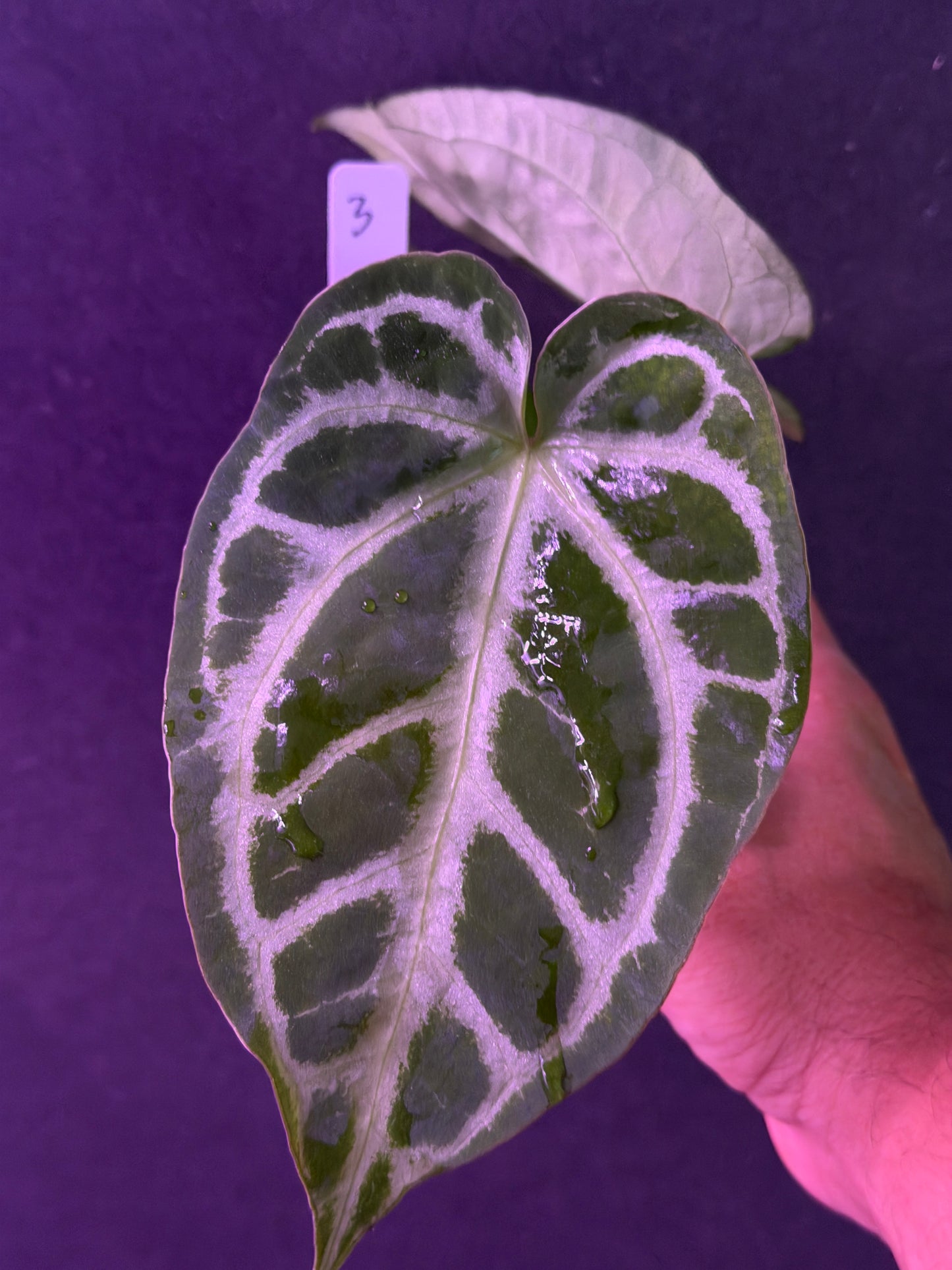 Anthurium FTG Crystal (S1) x SKG Silver
