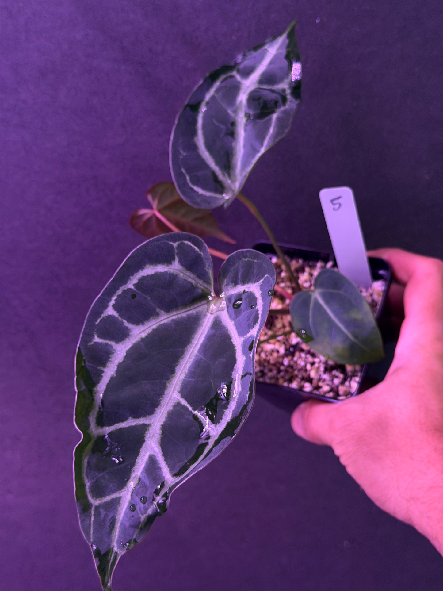Anthurium FTG Crystal (S1) x SKG Silver