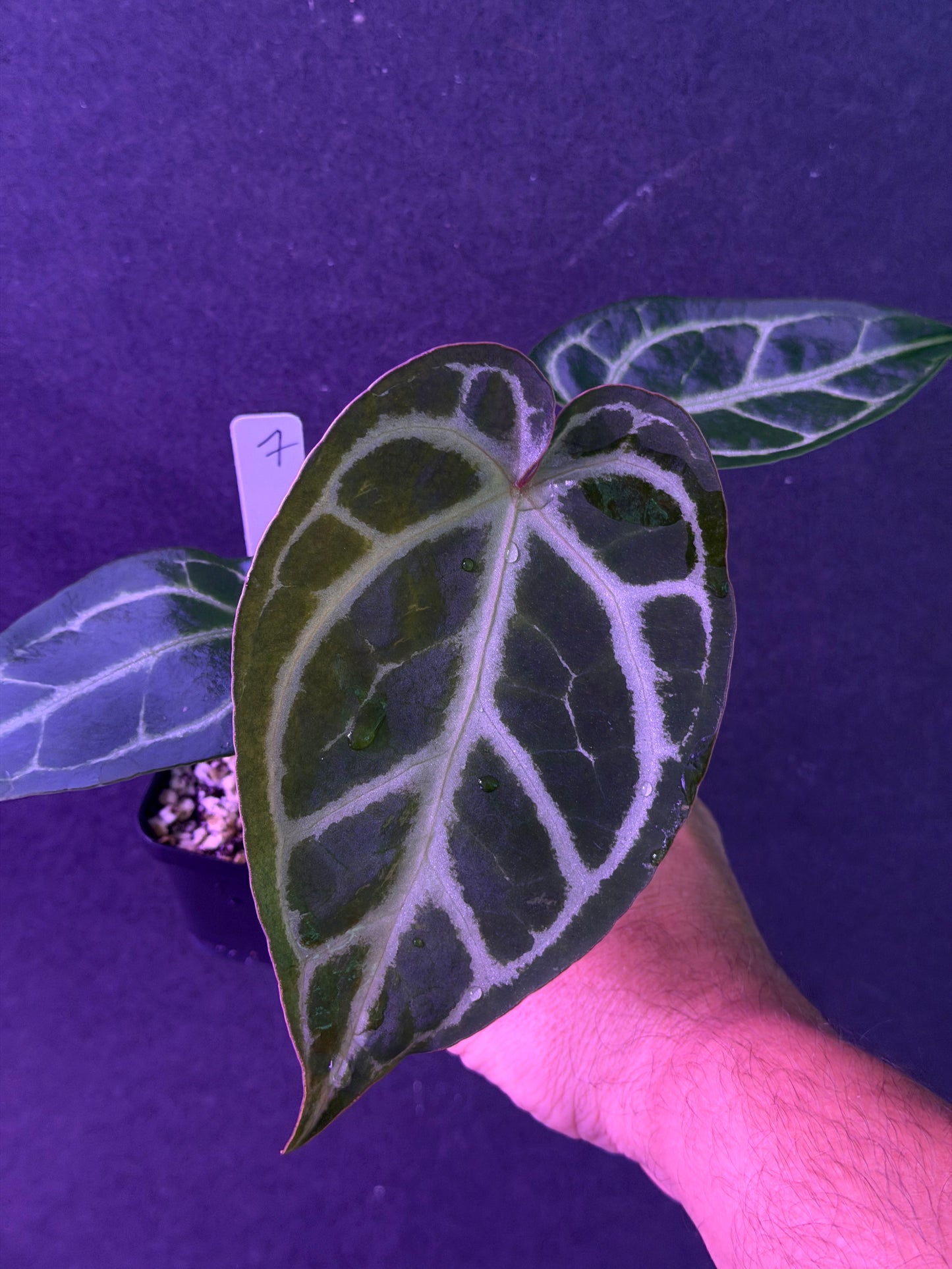 Anthurium FTG Crystal (S1) x SKG Silver